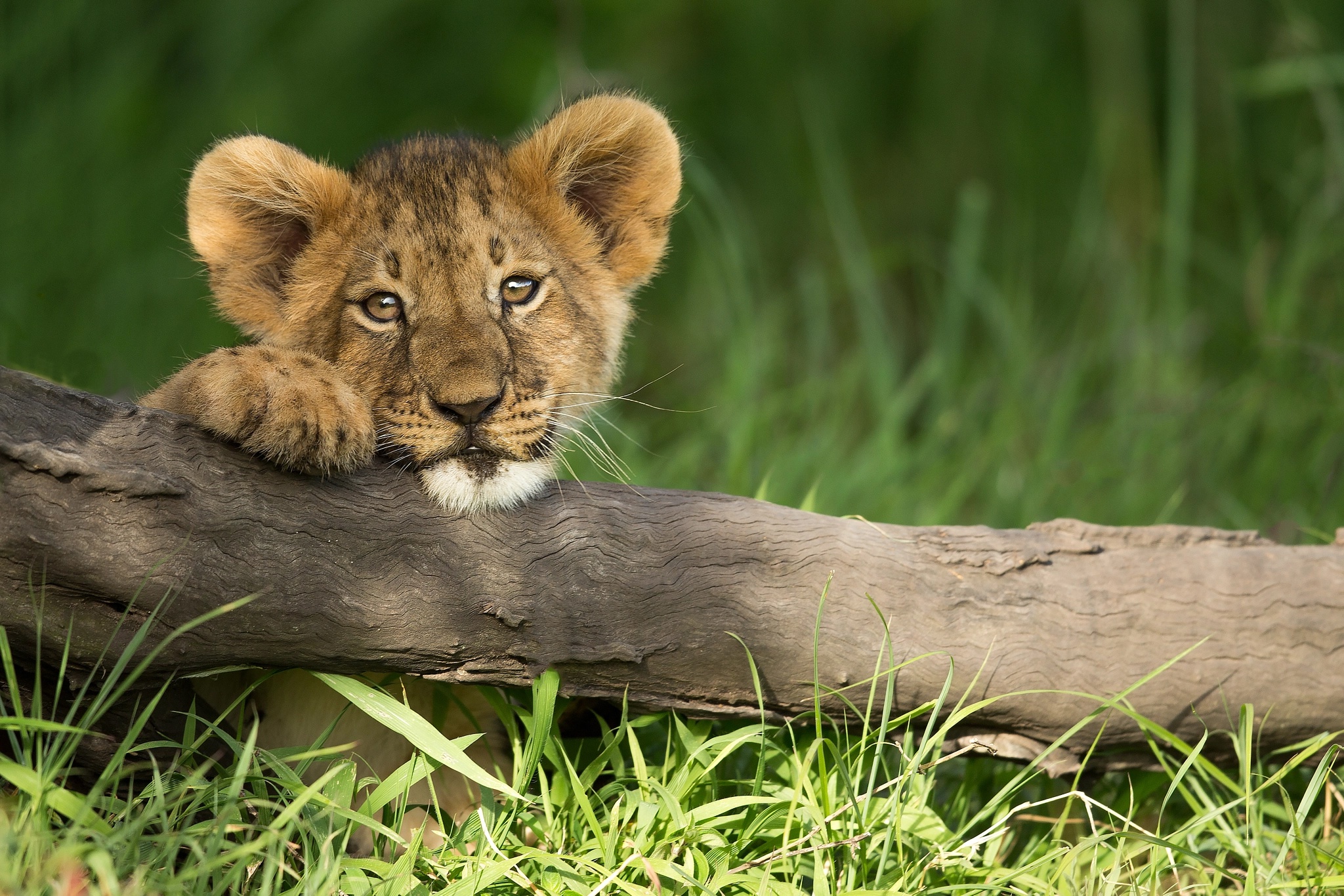 Download mobile wallpaper Cats, Lion, Animal, Baby Animal, Cub for free.