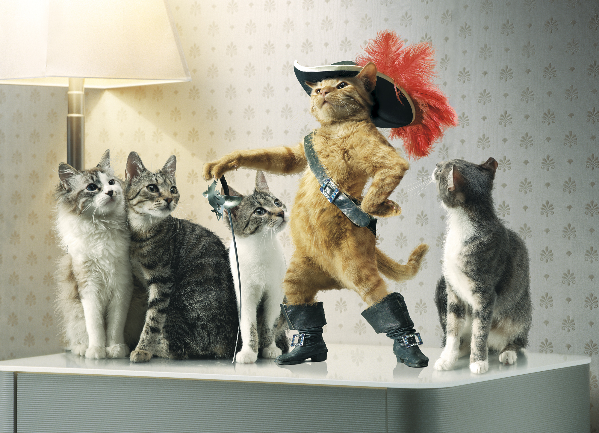 545798 descargar fondo de pantalla el gato con botas, humor, animales, gato, sombrero, espada: protectores de pantalla e imágenes gratis