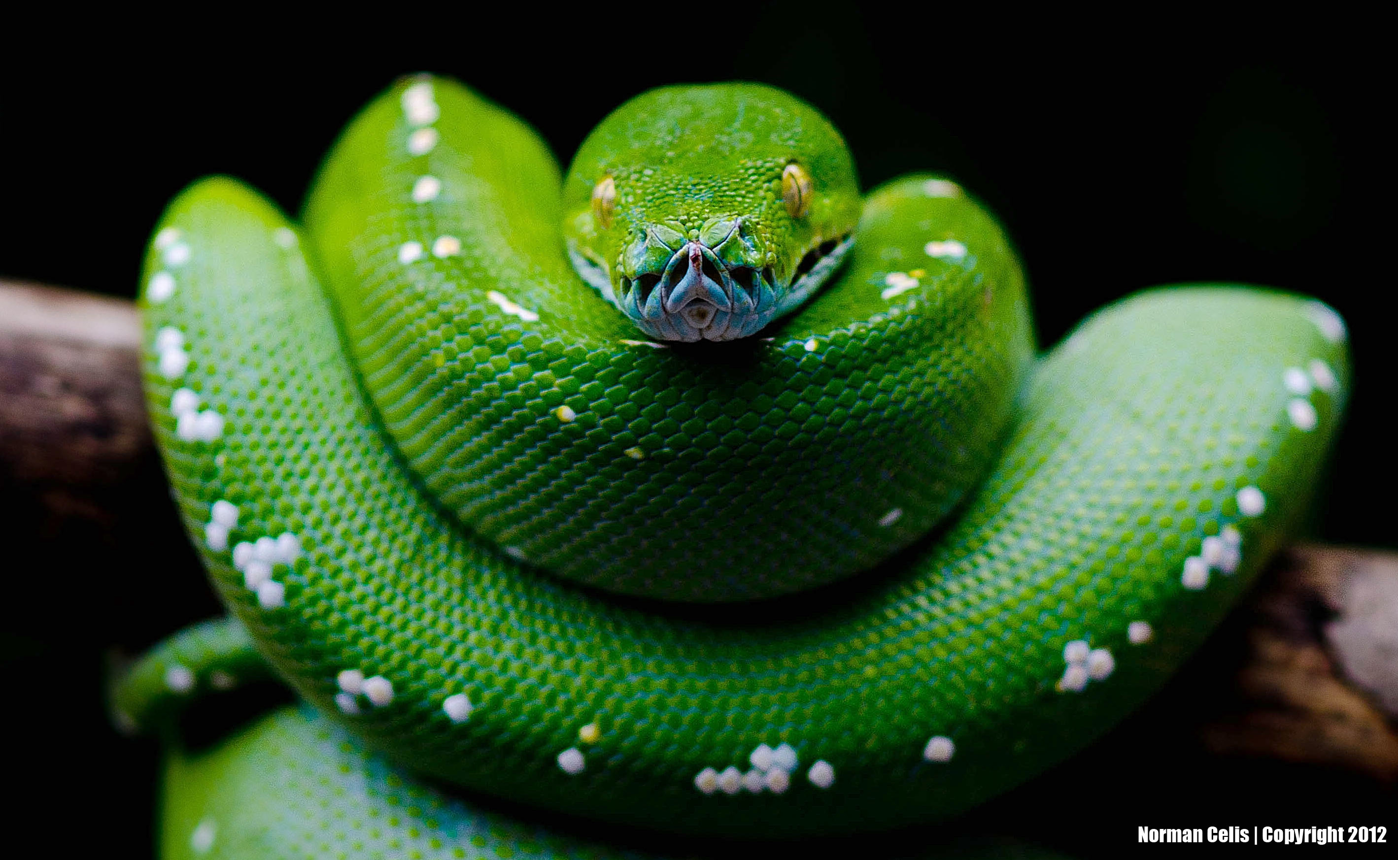 315542 Hintergrundbild herunterladen tiere, python, schlange, reptilien - Bildschirmschoner und Bilder kostenlos