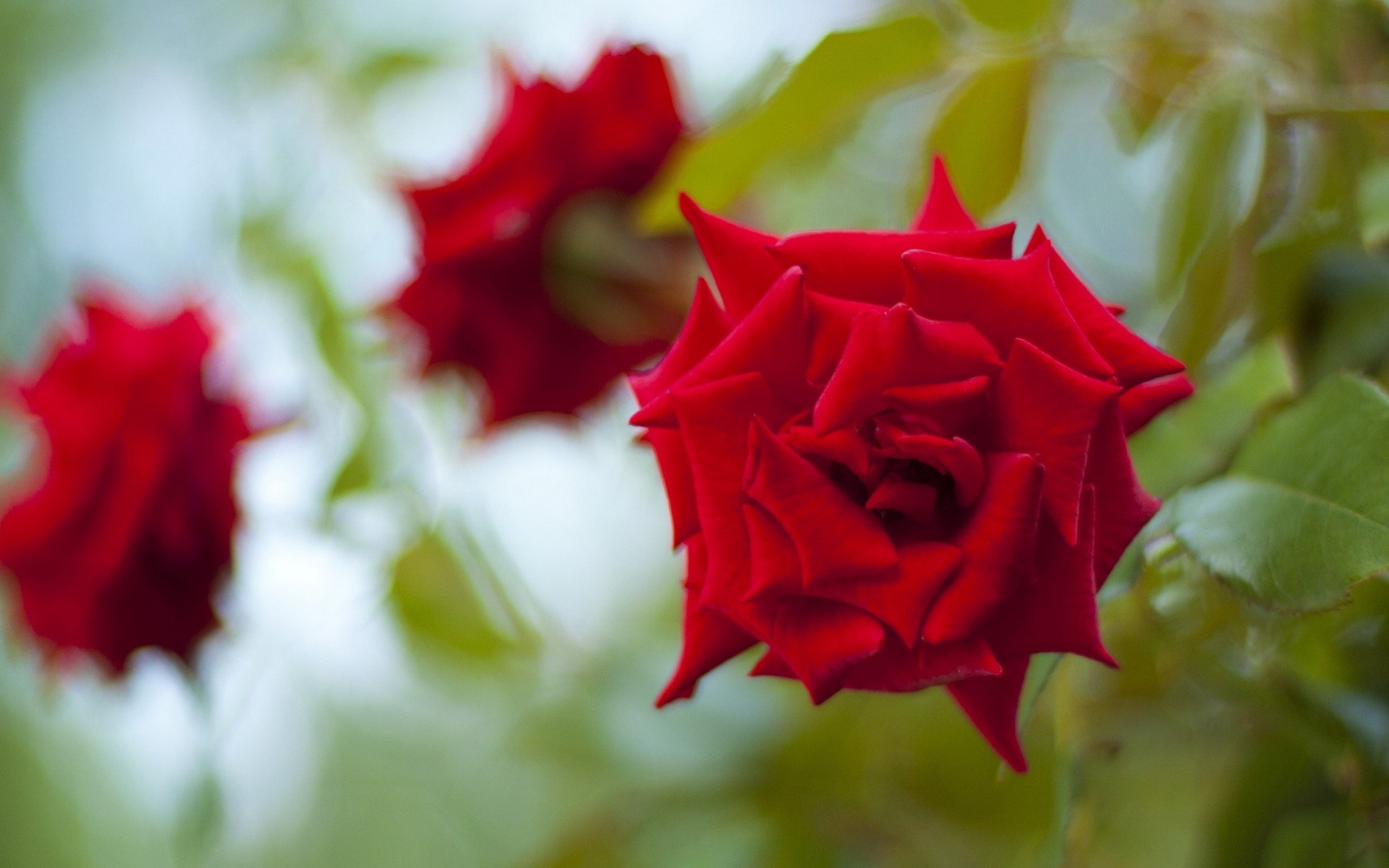 Téléchargez des papiers peints mobile Rose, Terre/nature gratuitement.