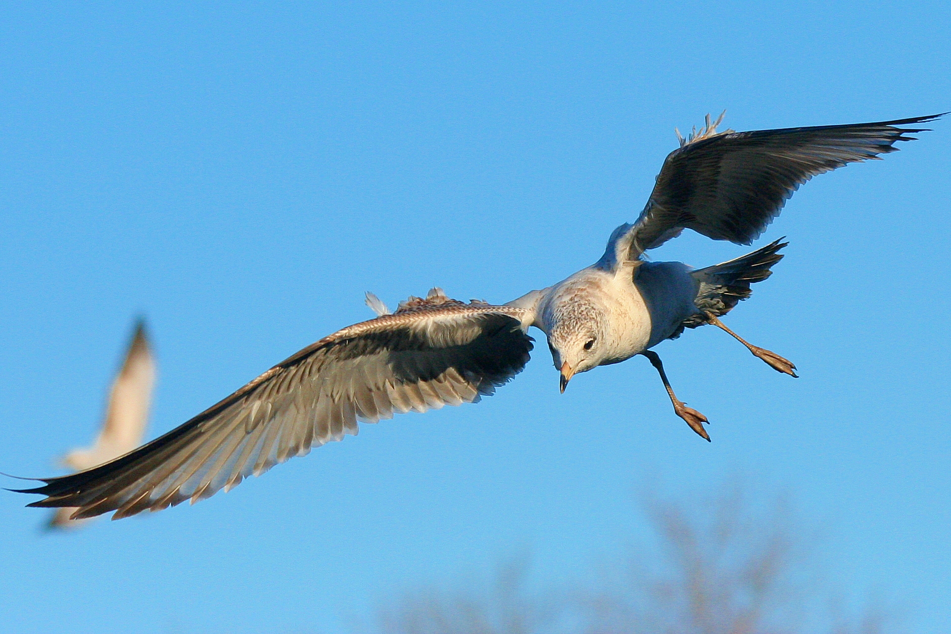 Baixe gratuitamente a imagem Animais, Aves, Pássaro na área de trabalho do seu PC