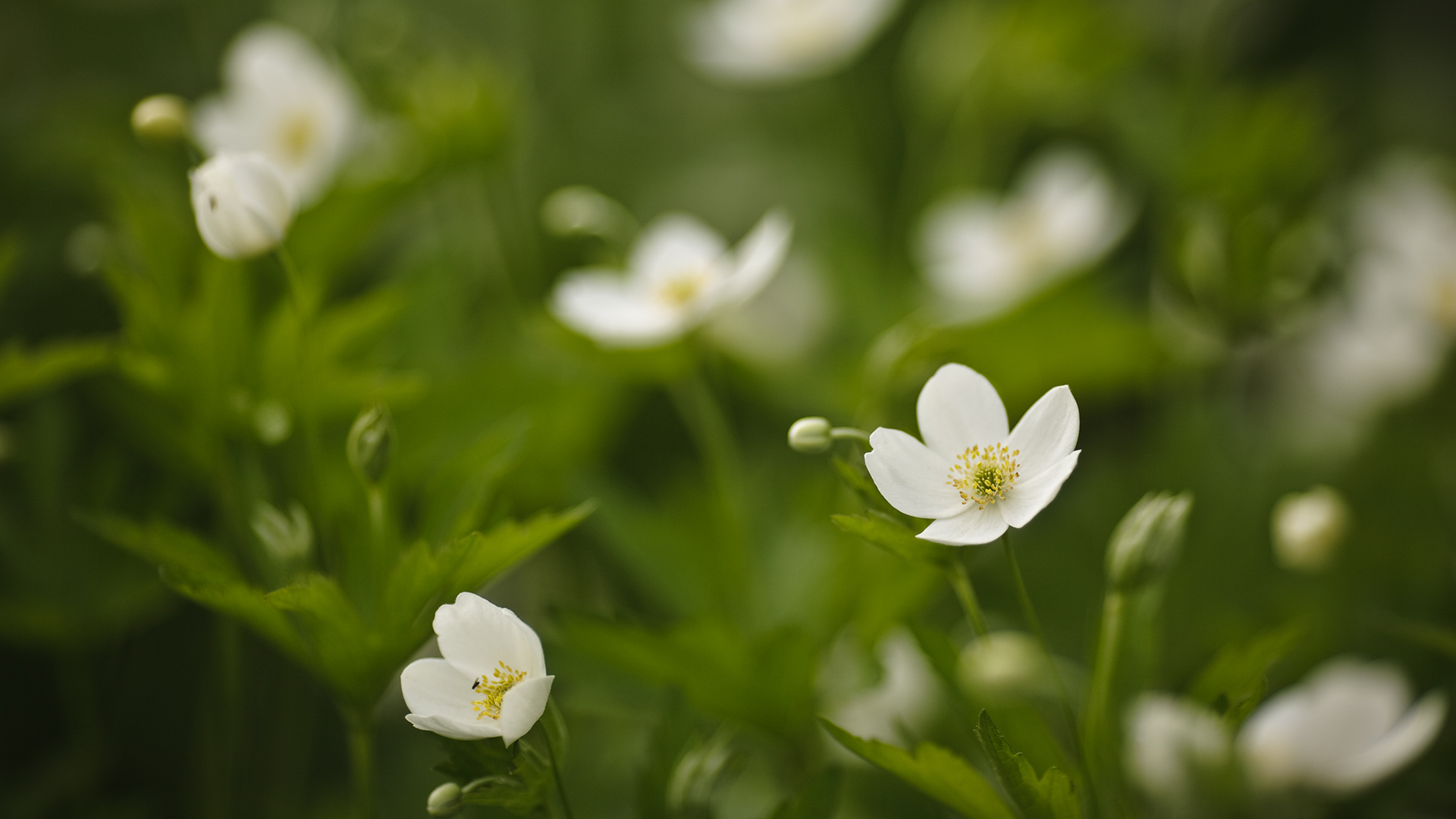 Téléchargez gratuitement l'image Fleurs, Floraison, Terre/nature sur le bureau de votre PC