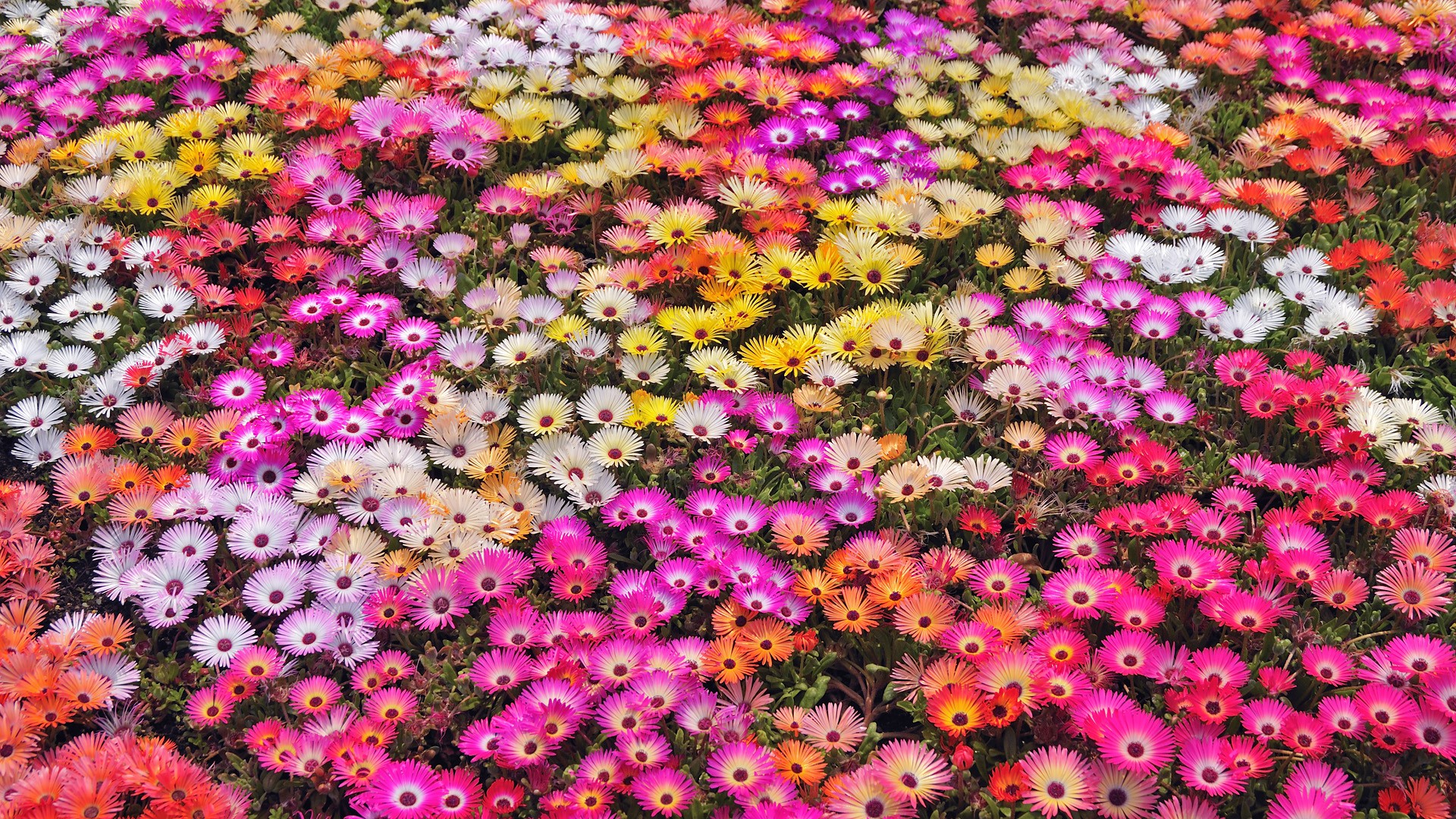 Download mobile wallpaper Flowers, Flower, Earth for free.