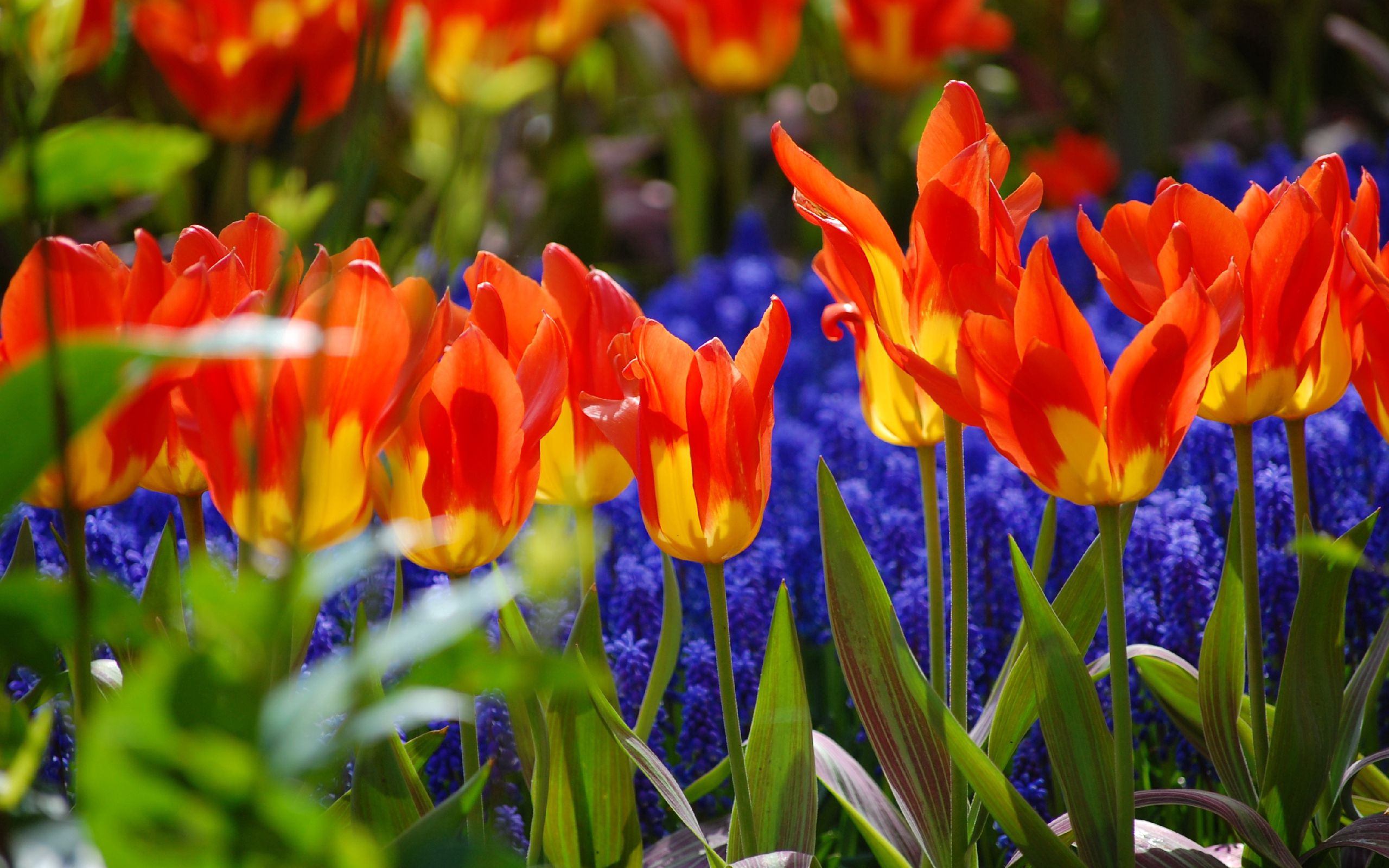 Free download wallpaper Flowers, Tulips, Plant, Petals on your PC desktop