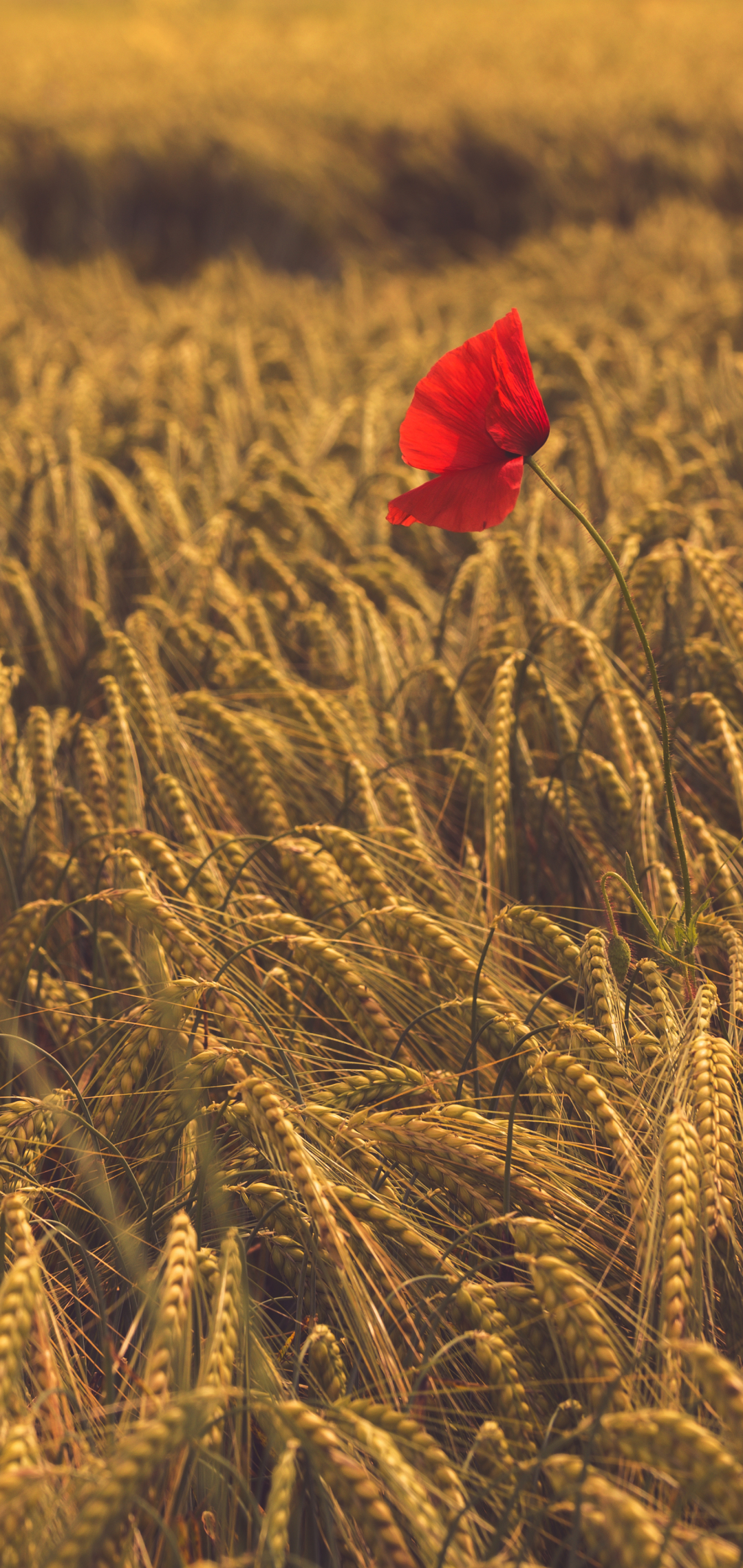 Download mobile wallpaper Nature, Summer, Wheat, Earth, Field, Poppy, Red Flower for free.