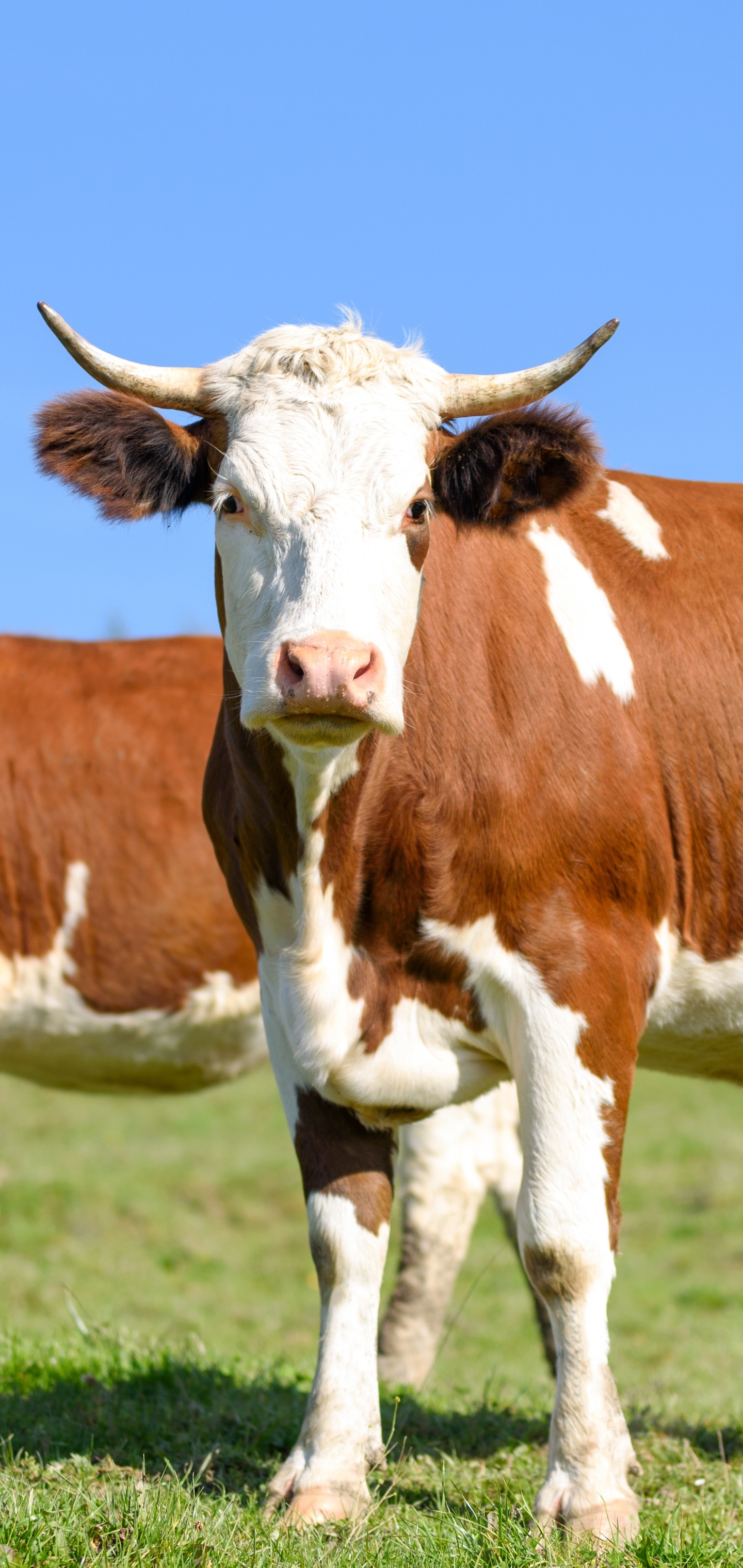 Téléchargez des papiers peints mobile Animaux, Vache gratuitement.