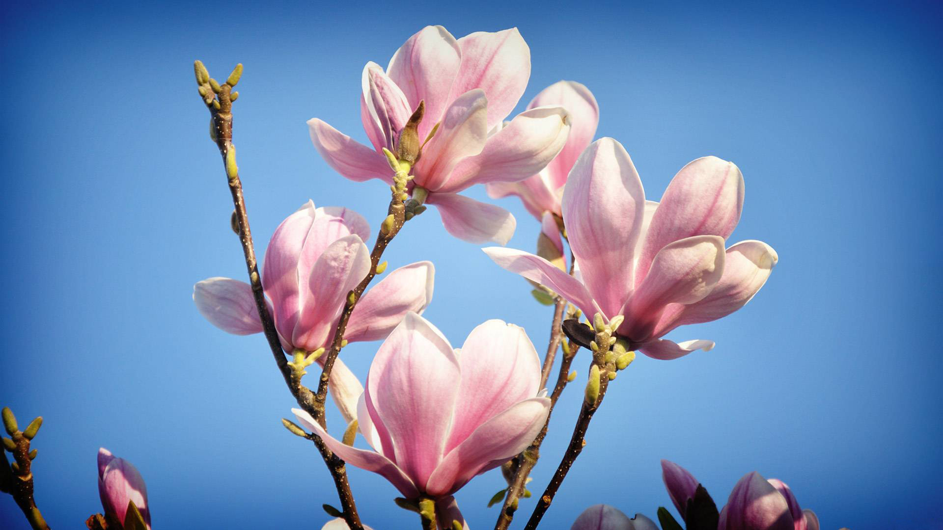 258648 Hintergrundbild herunterladen erde/natur, magnolie, blume, bäume - Bildschirmschoner und Bilder kostenlos