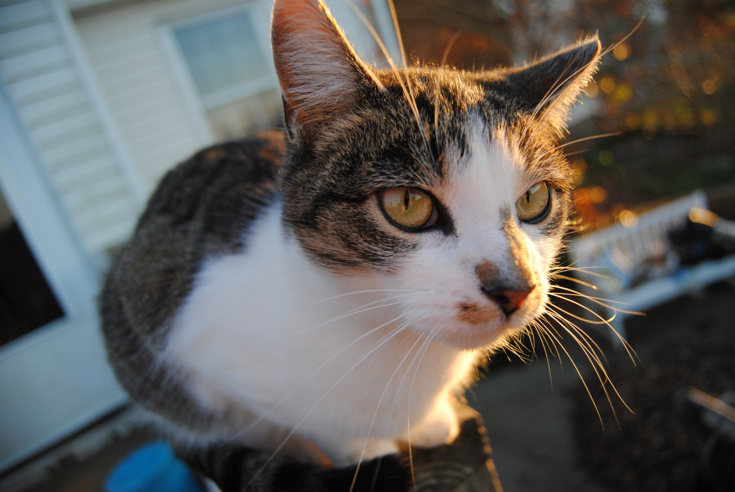 Baixe gratuitamente a imagem Gato, Gatos, Animais na área de trabalho do seu PC