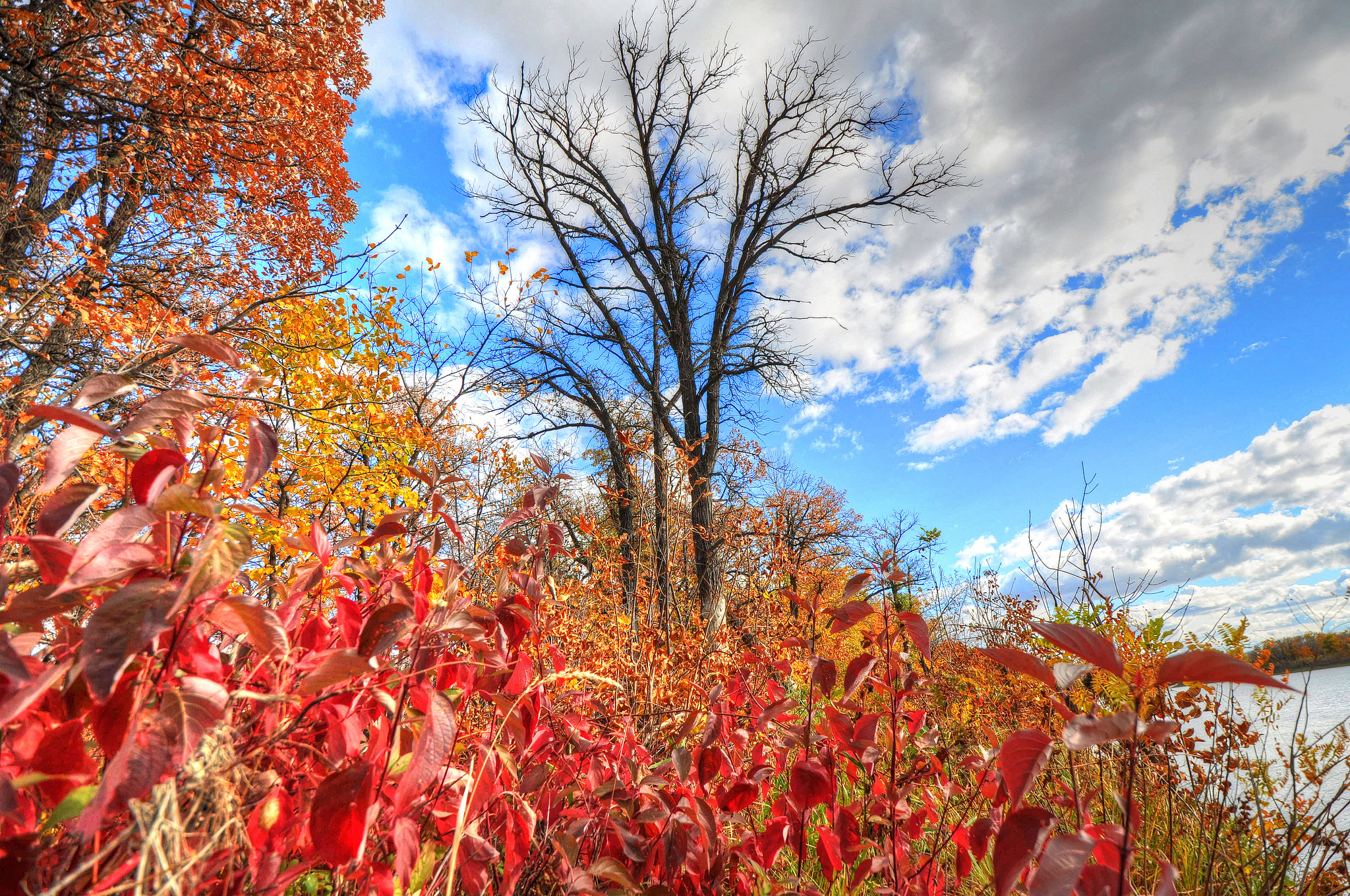 Download mobile wallpaper Sky, Tree, Leaf, Fall, Earth, Cloud for free.