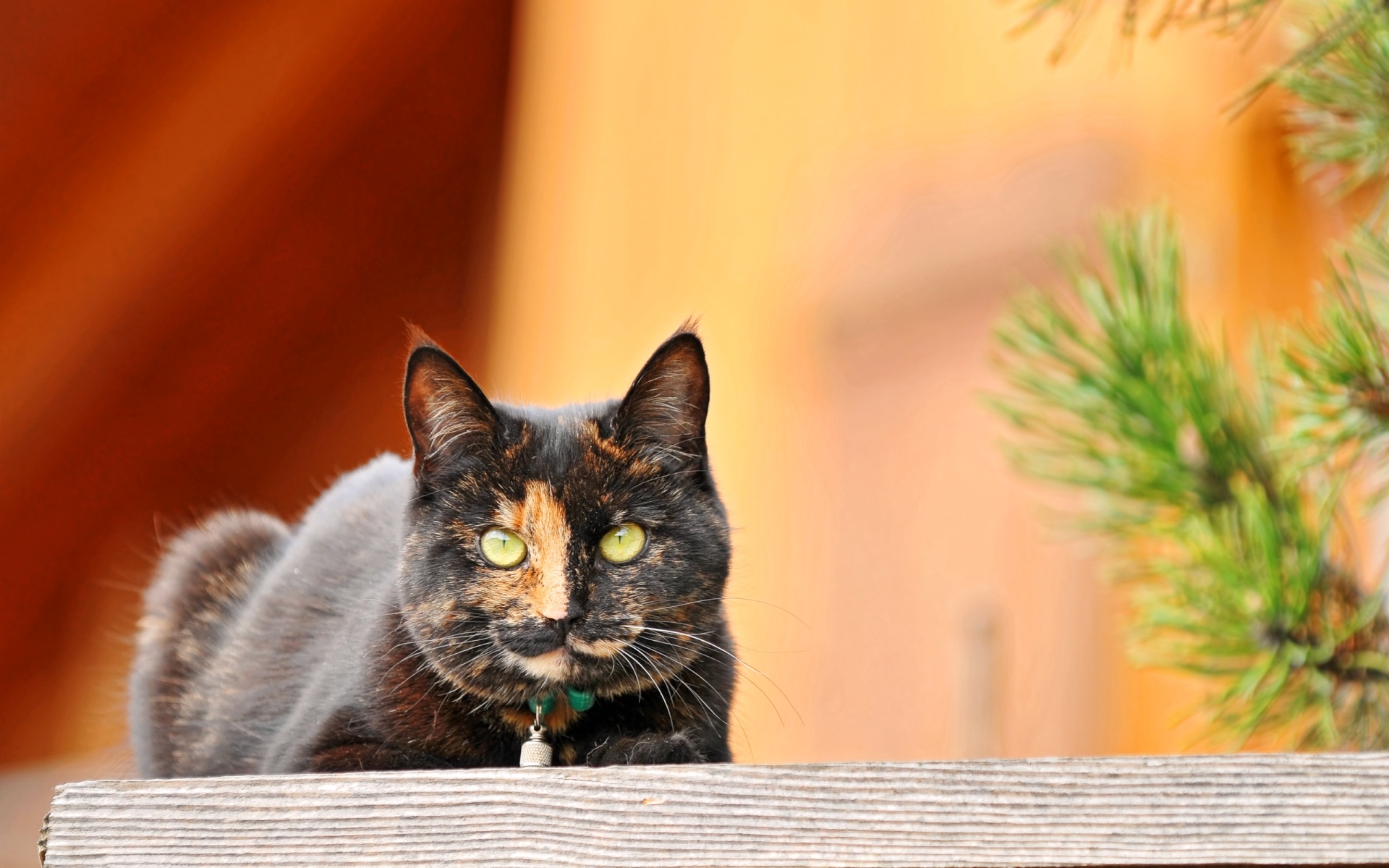 PCデスクトップに動物, ネコ, 猫画像を無料でダウンロード