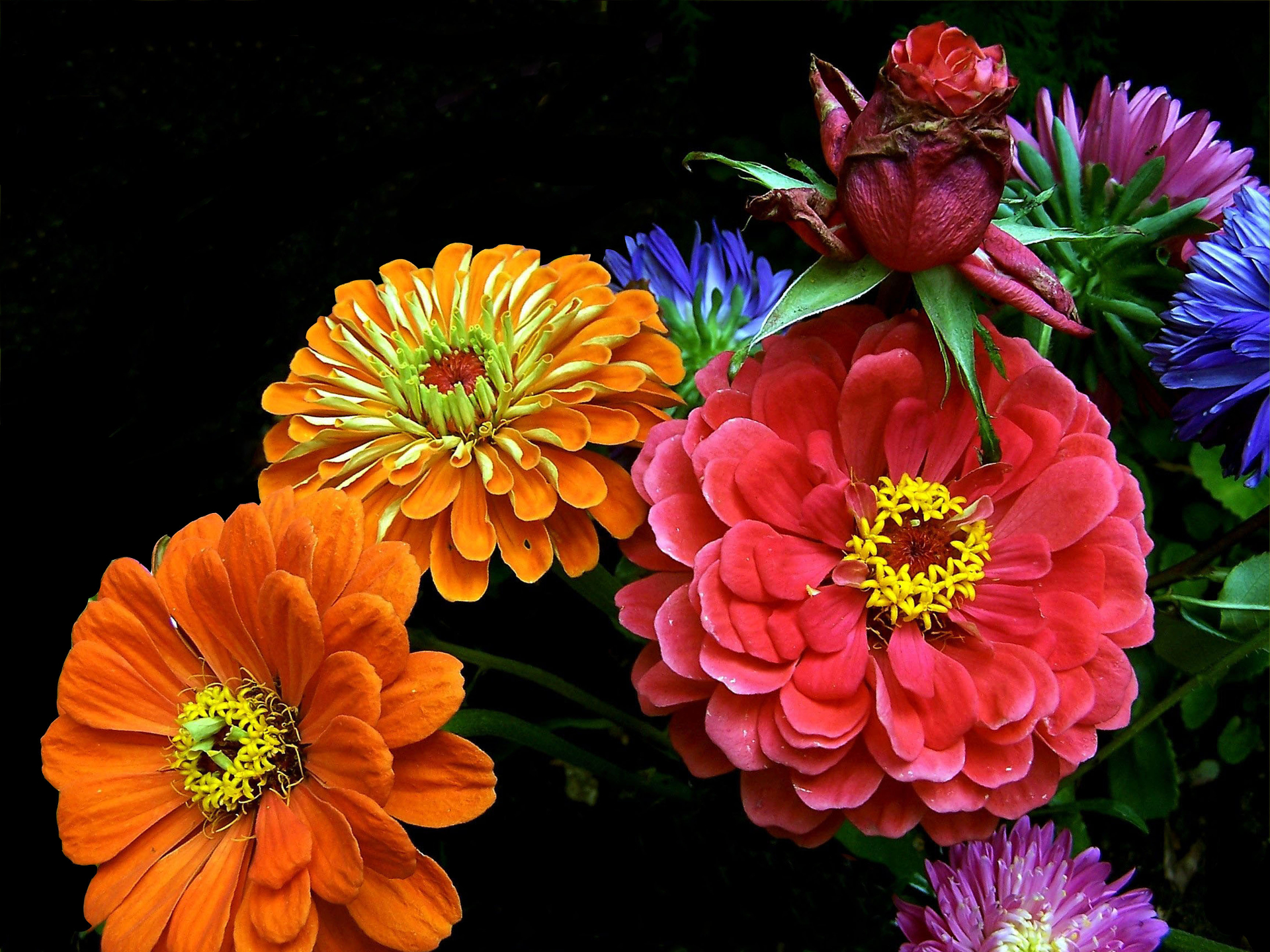Скачать обои бесплатно Цветок, Яркий, Цвета, Красочный, Земля/природа, Флауэрсы картинка на рабочий стол ПК