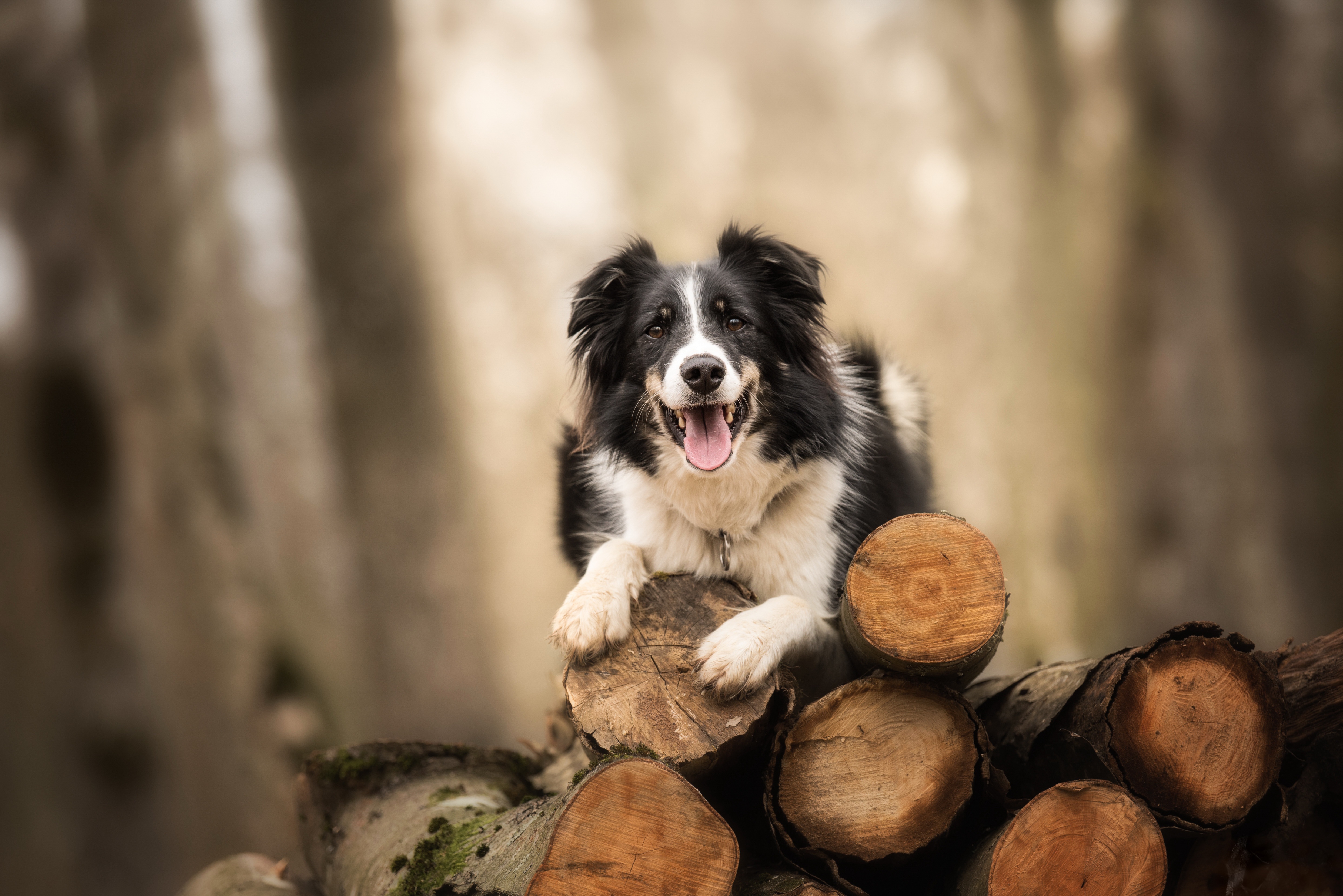Download mobile wallpaper Dogs, Dog, Animal, Border Collie, Depth Of Field for free.