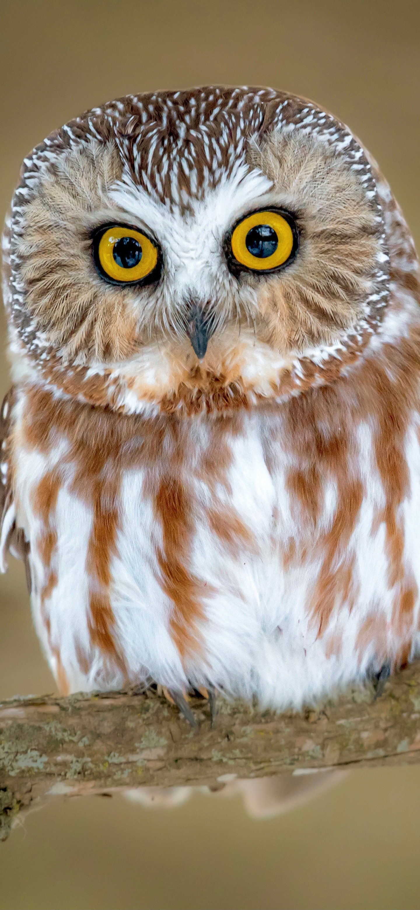 Download mobile wallpaper Birds, Owl, Bird, Animal for free.