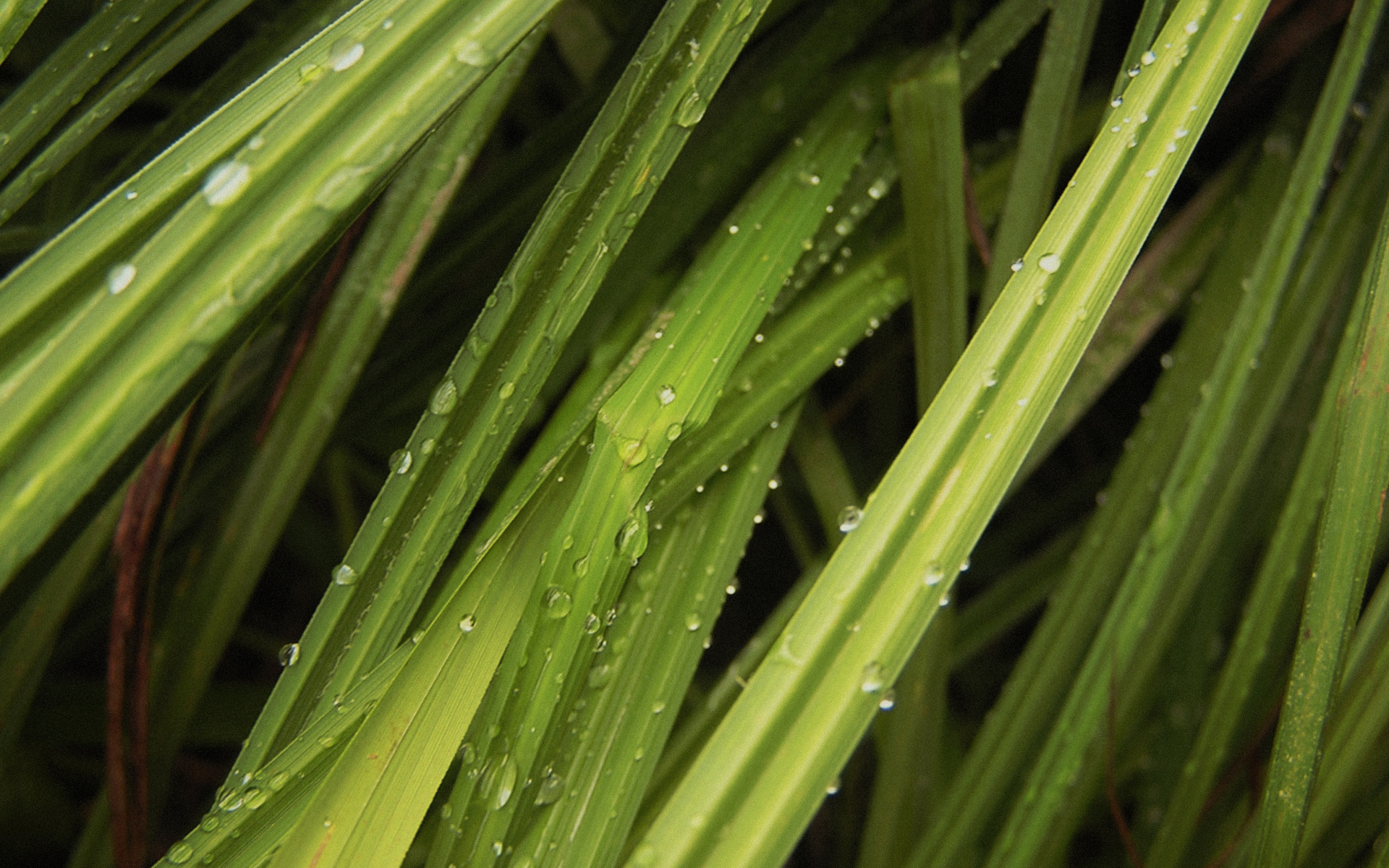 Handy-Wallpaper Gras, Erde/natur kostenlos herunterladen.