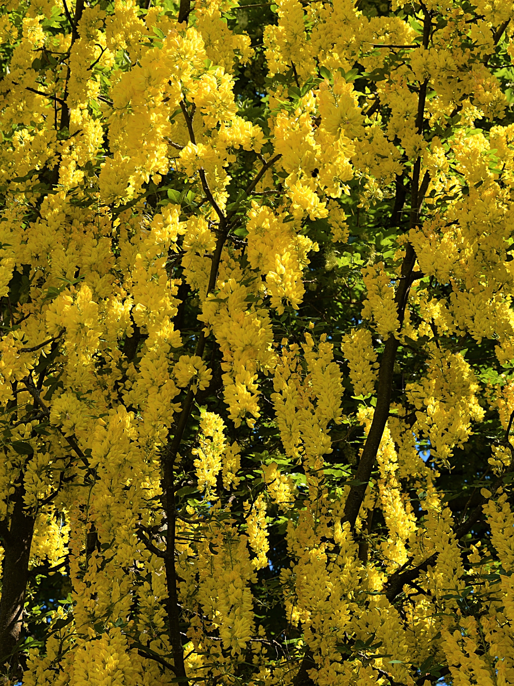 Скачать картинку Желтый Цветок, Глициния, Цветущие, Цвести, Земля/природа, Флауэрсы в телефон бесплатно.