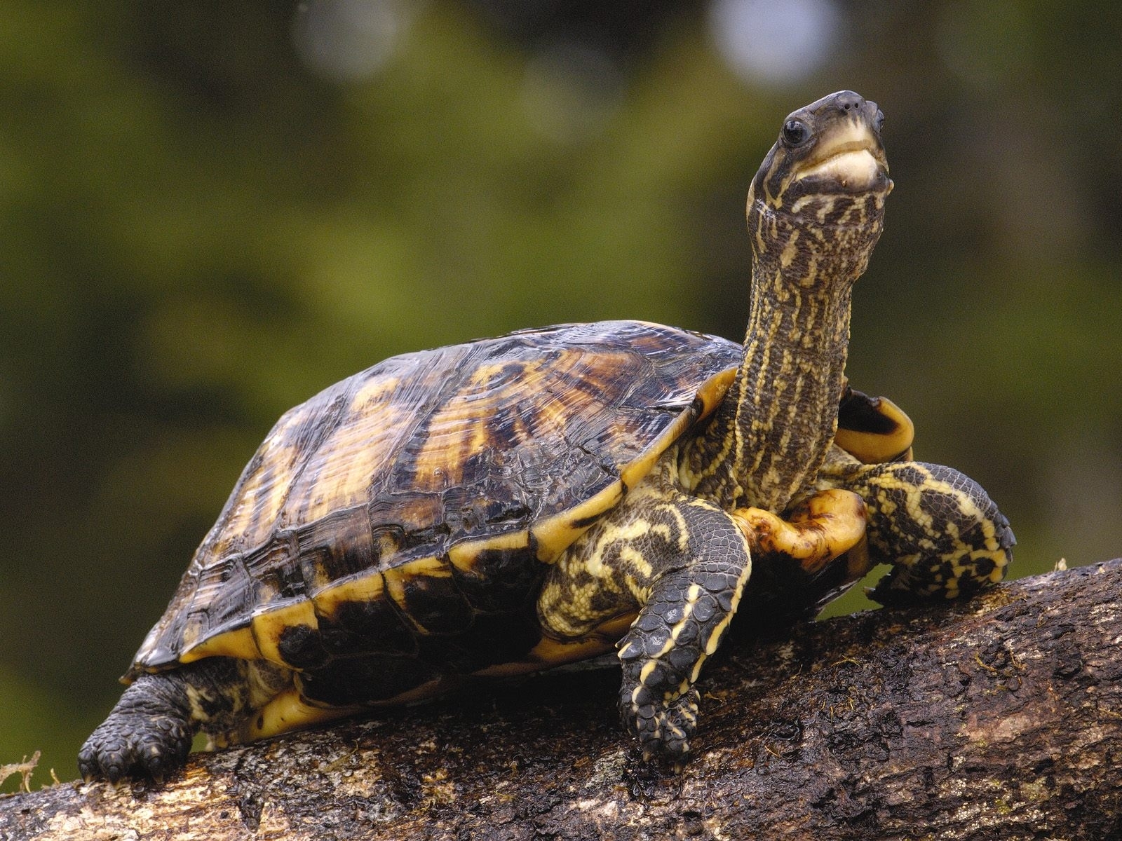 Laden Sie das Turtles, Tiere-Bild kostenlos auf Ihren PC-Desktop herunter