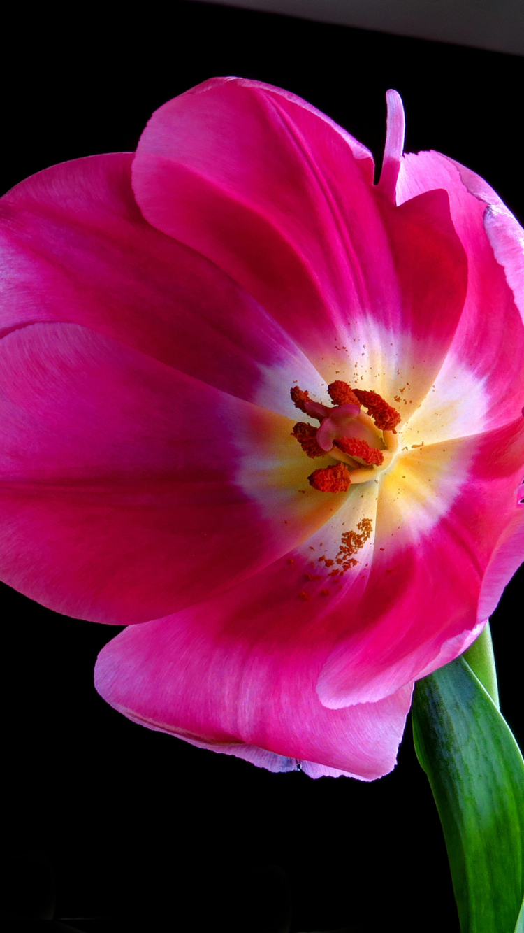 Download mobile wallpaper Flowers, Flower, Earth, Tulip, Pink Flower for free.