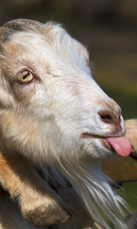 1298320 скачать обои коза, козел, юмор, животное, лицо, смешной, смешные - заставки и картинки бесплатно