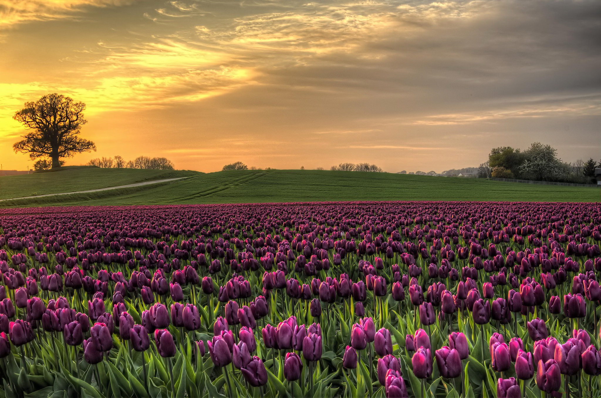 Descarga gratis la imagen Flores, Tulipán, Tierra/naturaleza en el escritorio de tu PC