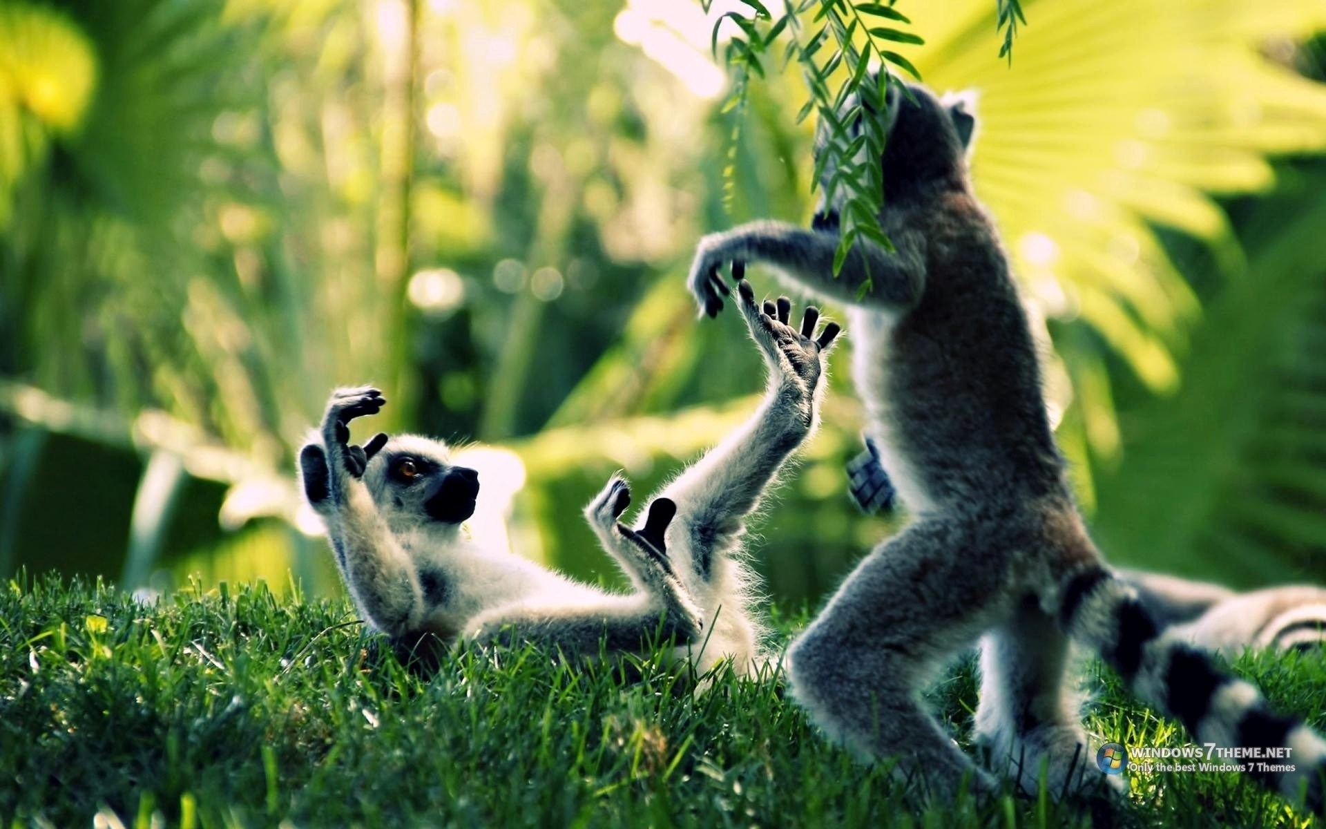 Laden Sie das Tiere, Lemur-Bild kostenlos auf Ihren PC-Desktop herunter