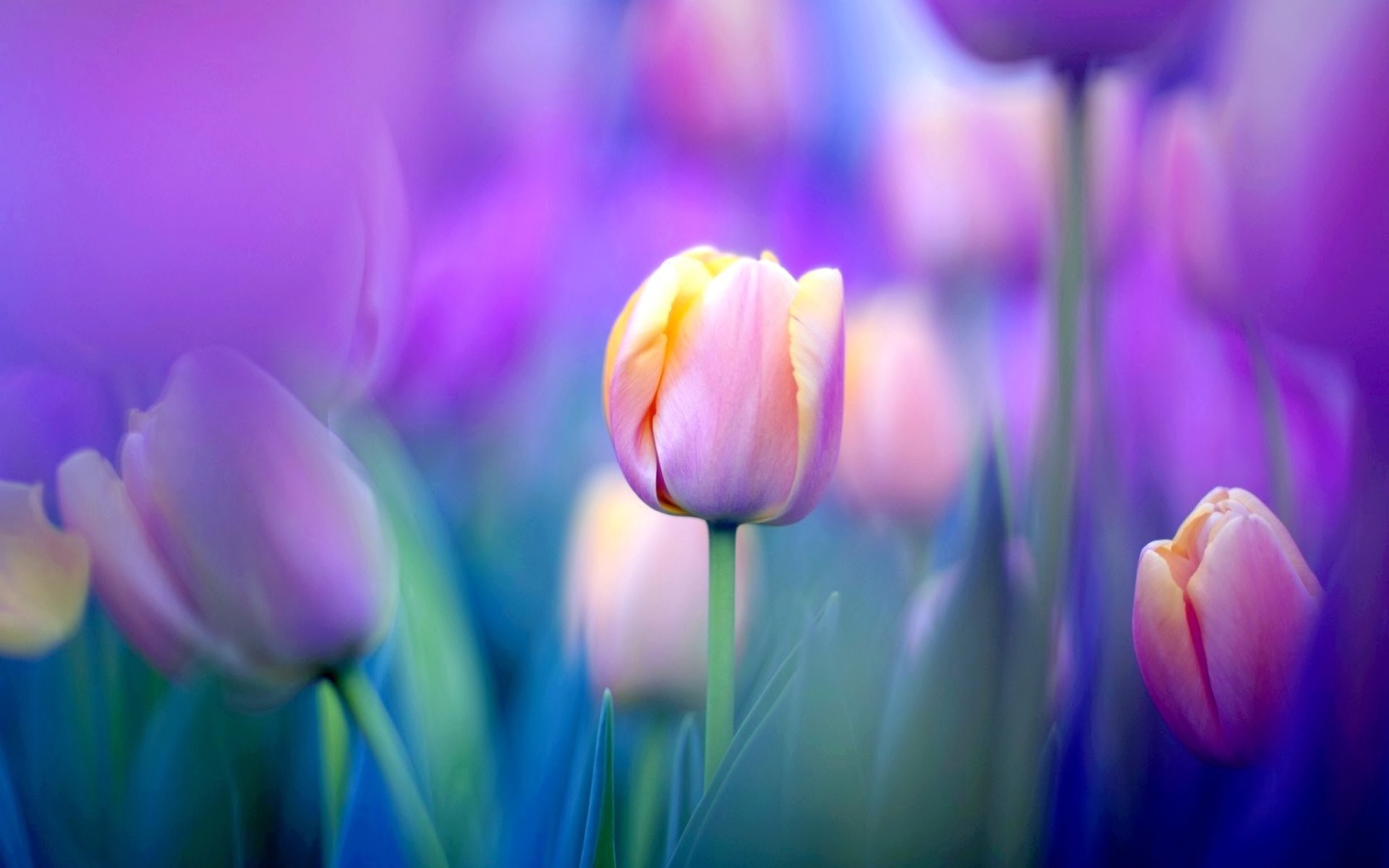321816 télécharger l'image fleurs, tulipe, terre/nature - fonds d'écran et économiseurs d'écran gratuits