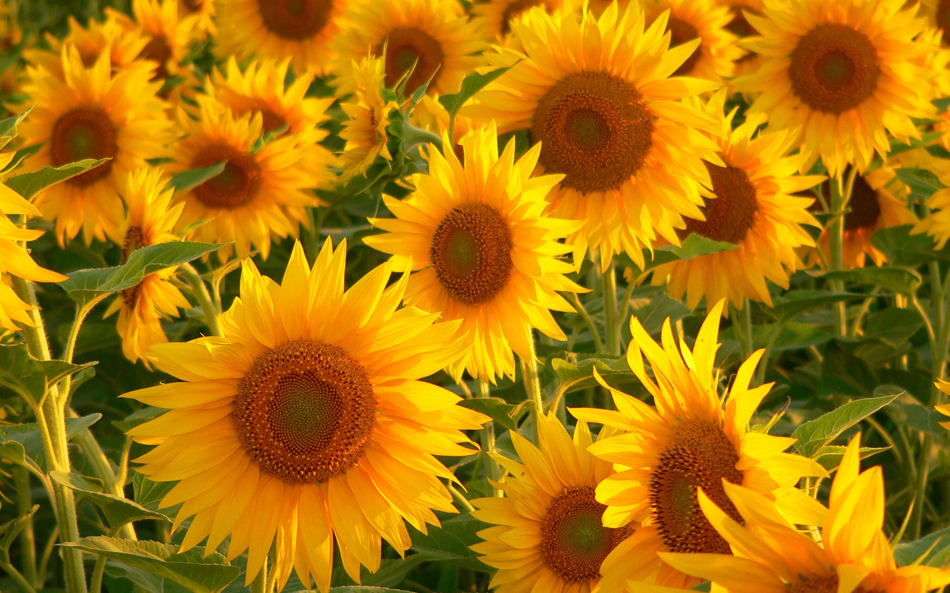 Téléchargez gratuitement l'image Fleur, Tournesol, Terre/nature sur le bureau de votre PC