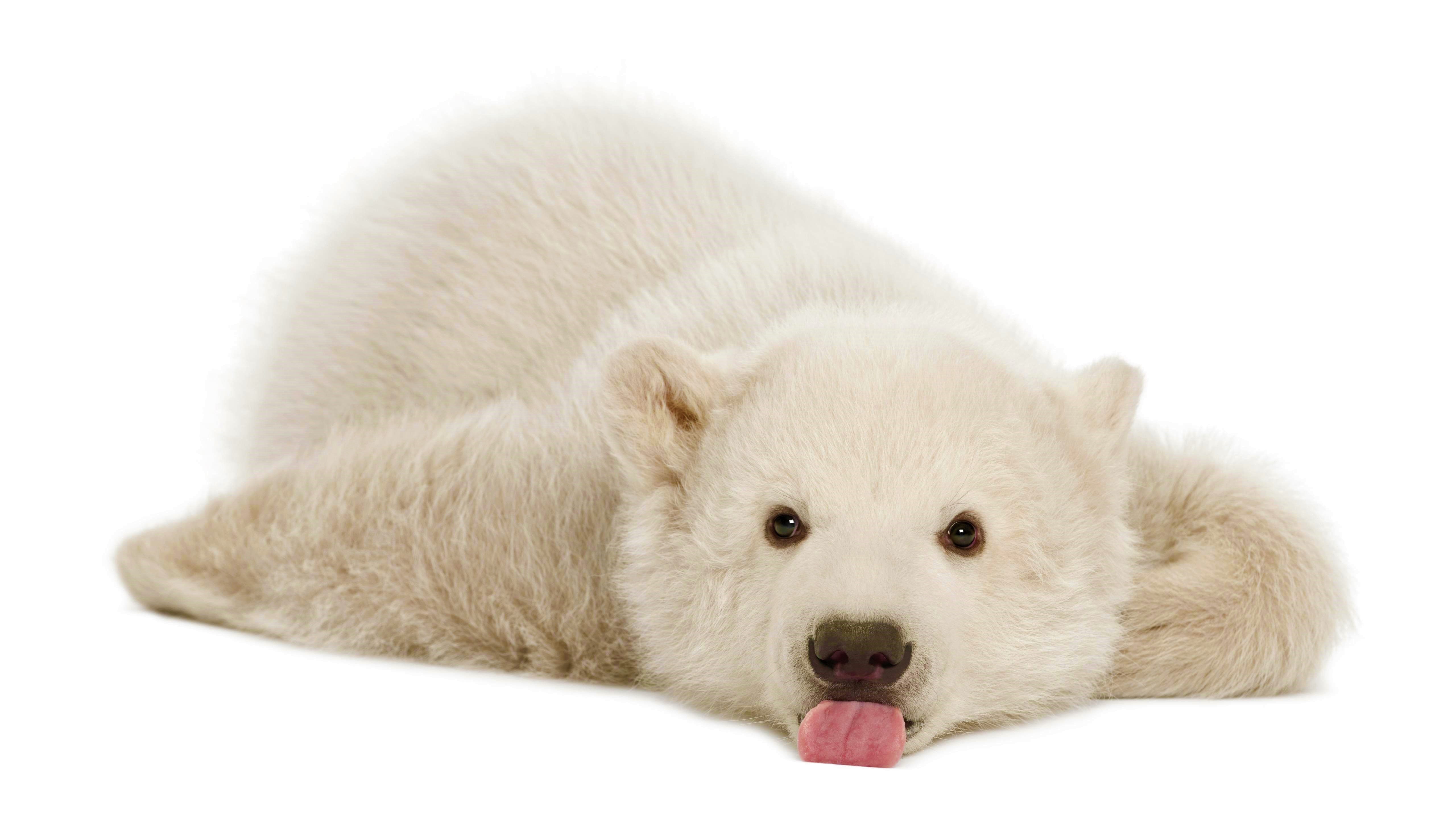 Download mobile wallpaper Bears, Animal, Cute, Polar Bear, Baby Animal, Lying Down, Cub for free.