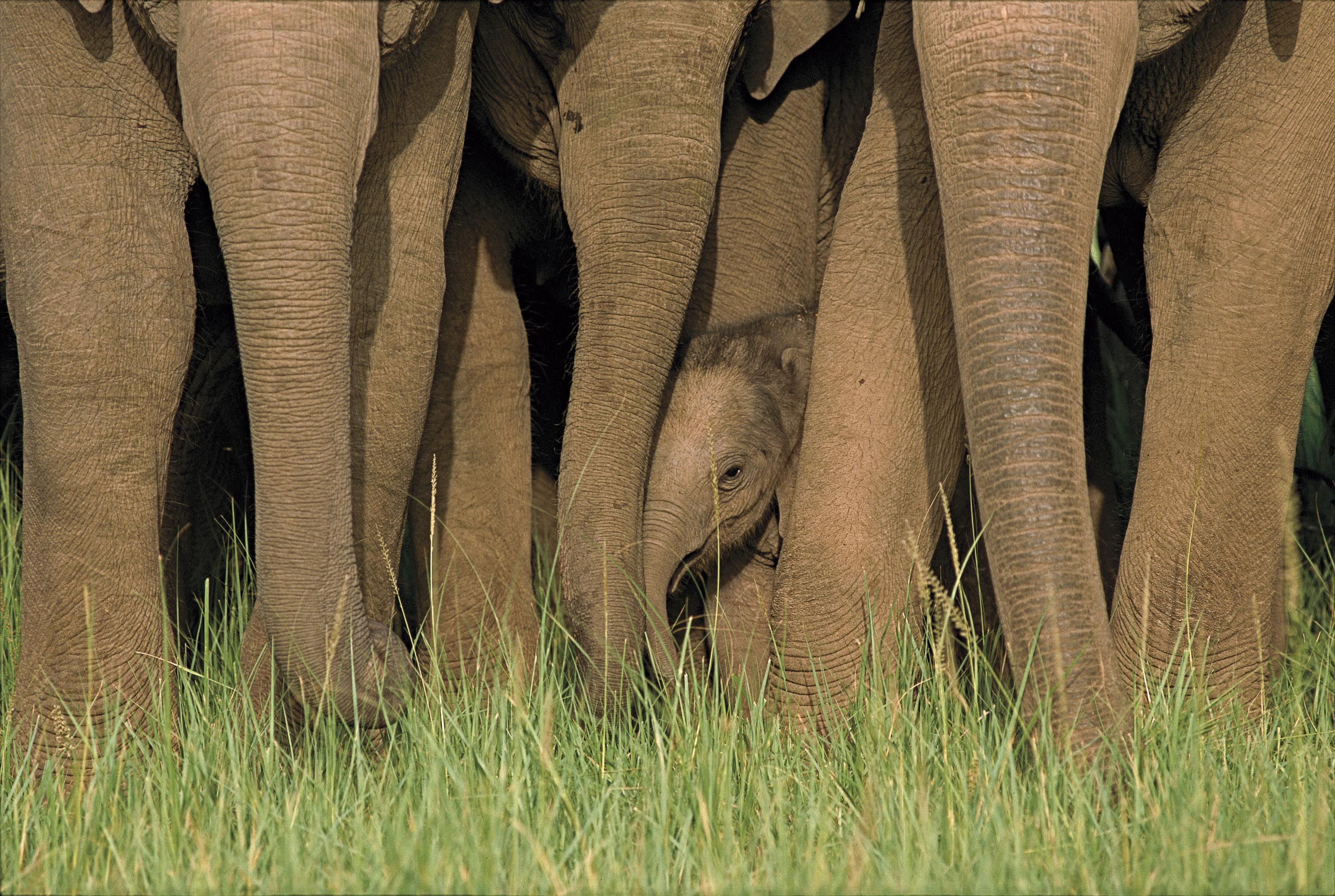 Завантажити шпалери безкоштовно Слони, Тварина, Азіатський Слон картинка на робочий стіл ПК