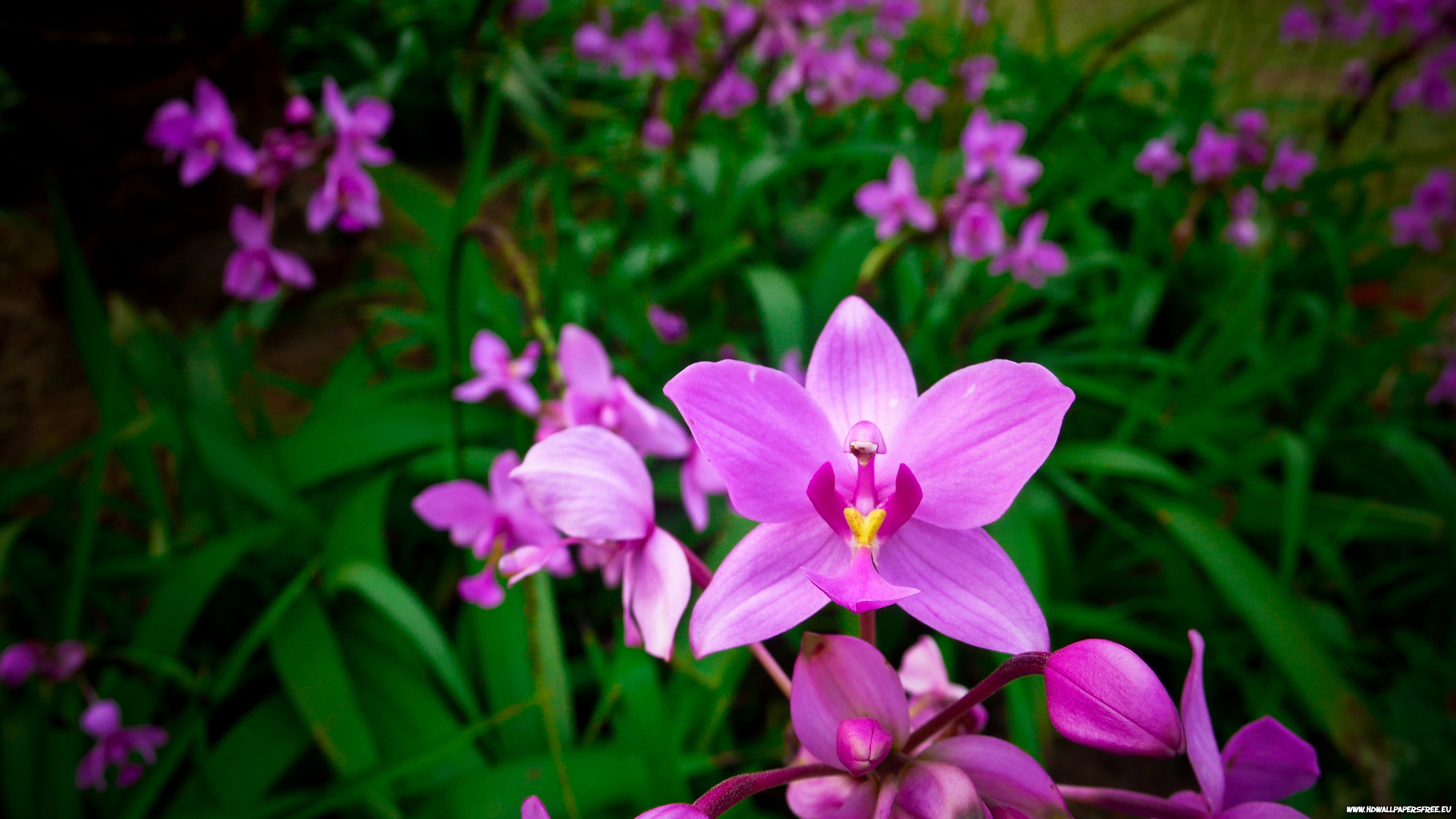 296731 baixar imagens terra/natureza, orquídea, flor, flores - papéis de parede e protetores de tela gratuitamente