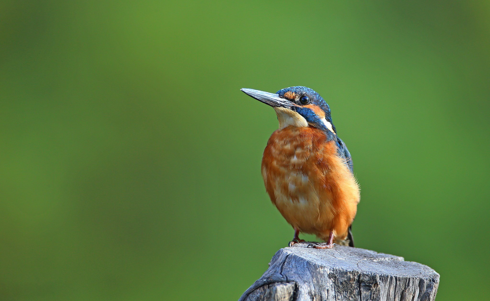 Download mobile wallpaper Birds, Bird, Animal, Kingfisher for free.