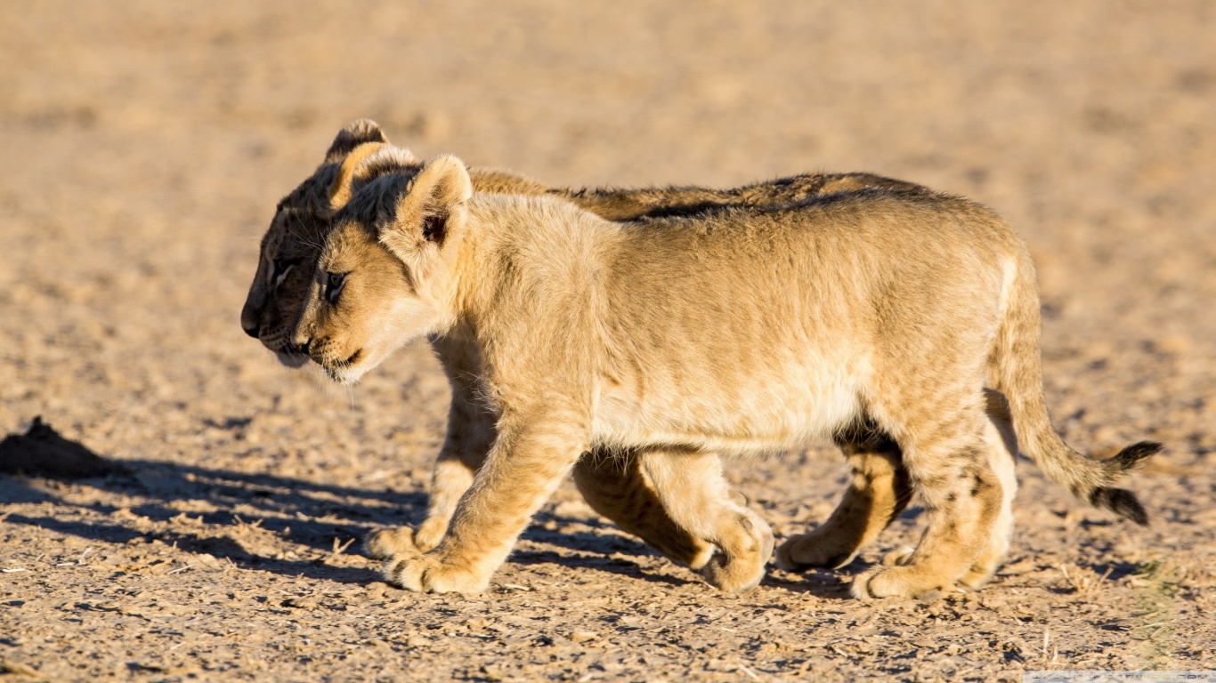 Descarga gratis la imagen Animales, Gatos, León en el escritorio de tu PC