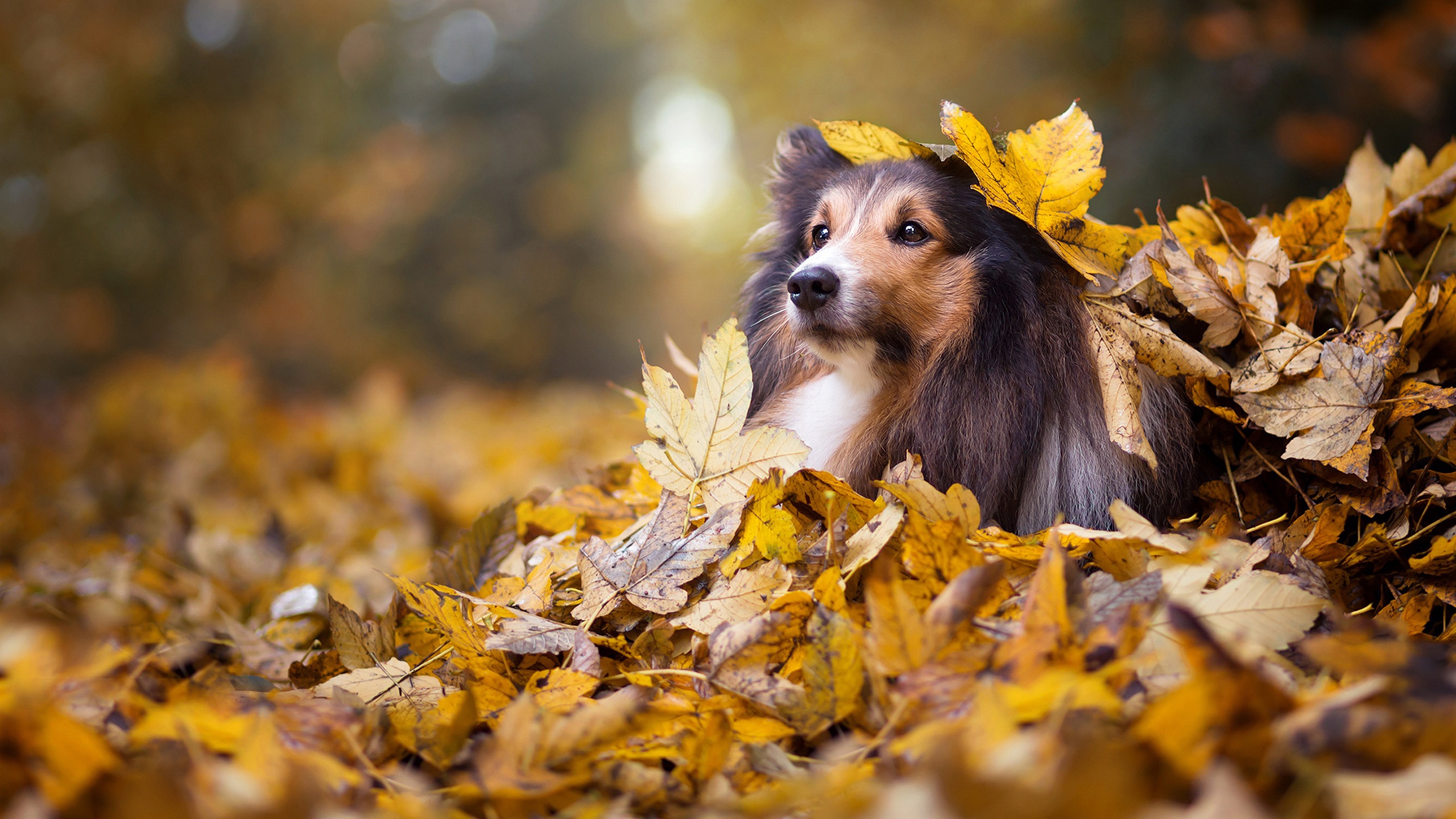 無料モバイル壁紙動物, 自然, 秋, 葉, 犬, 被写界深度, シェットランド・シープドッグをダウンロードします。