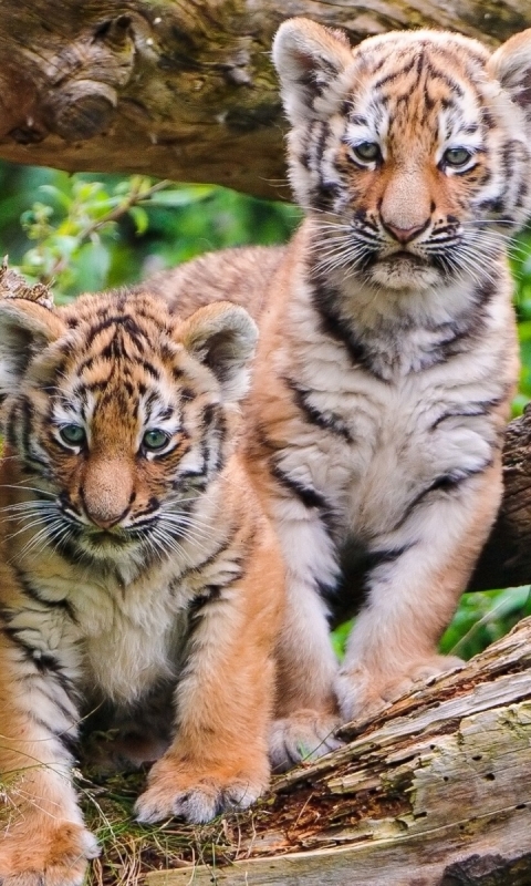 Download mobile wallpaper Cats, Tiger, Animal for free.