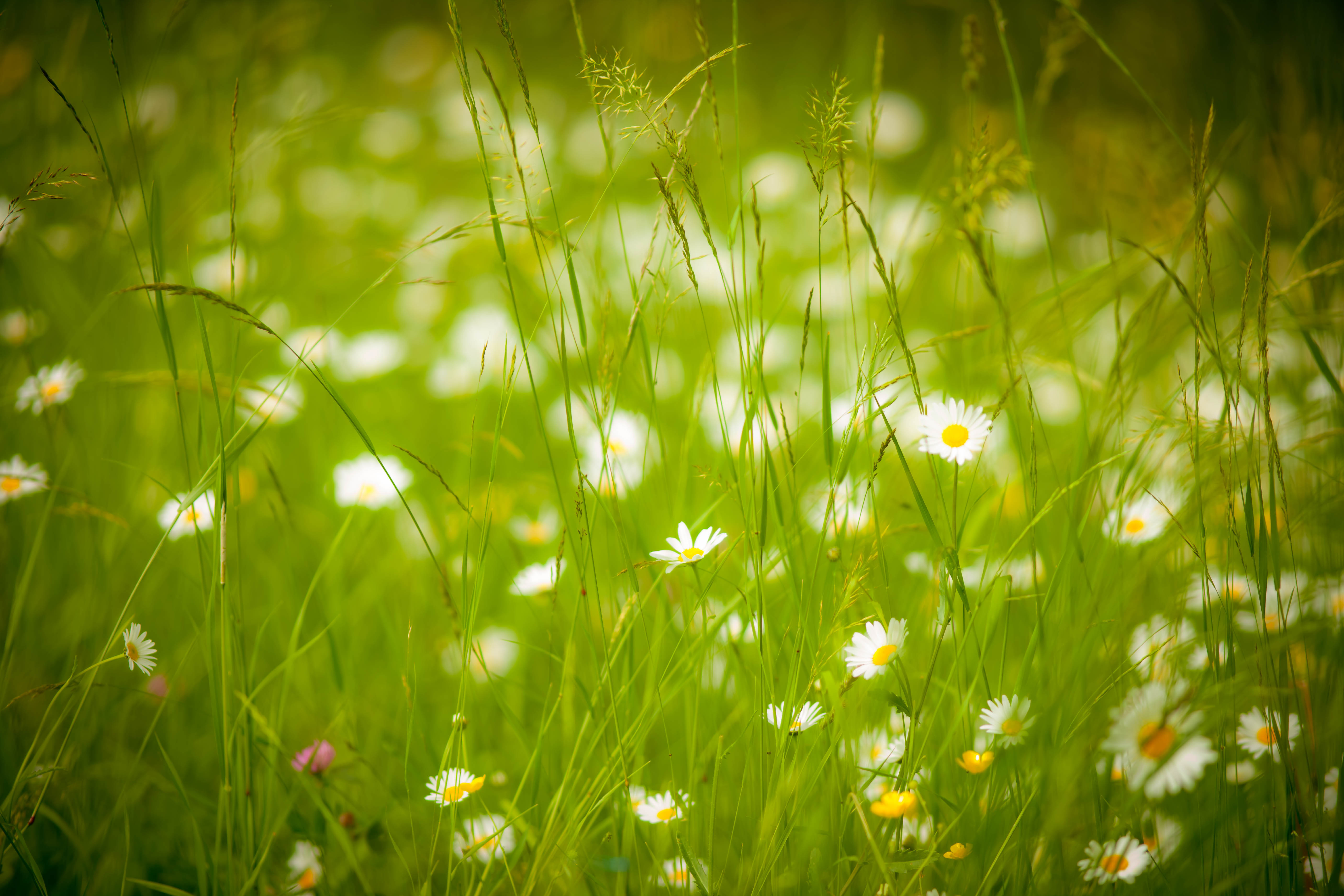 Laden Sie das Natur, Sommer, Blume, Verwischen, Wiese, Weiße Blume, Erde/natur-Bild kostenlos auf Ihren PC-Desktop herunter