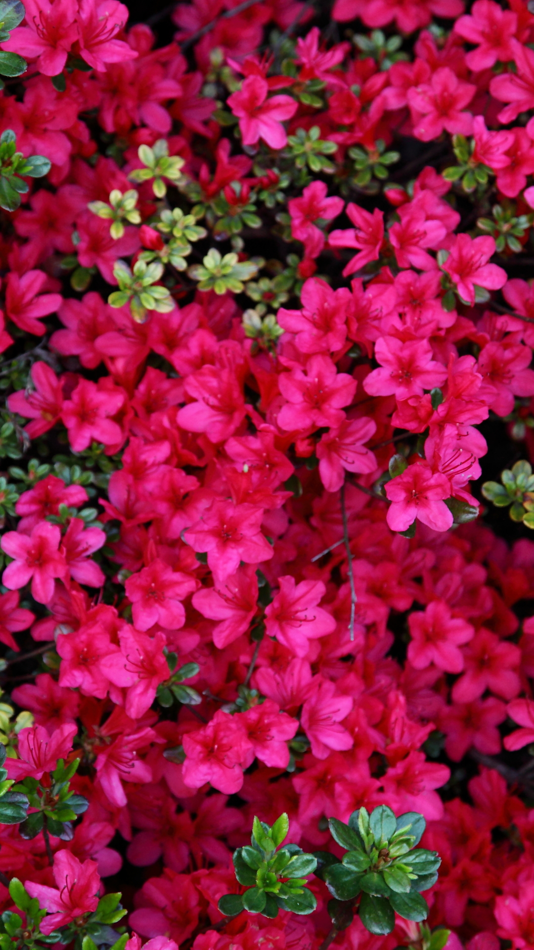 Handy-Wallpaper Blumen, Blume, Blatt, Blüte, Erde/natur, Pinke Blume, Azaleen kostenlos herunterladen.