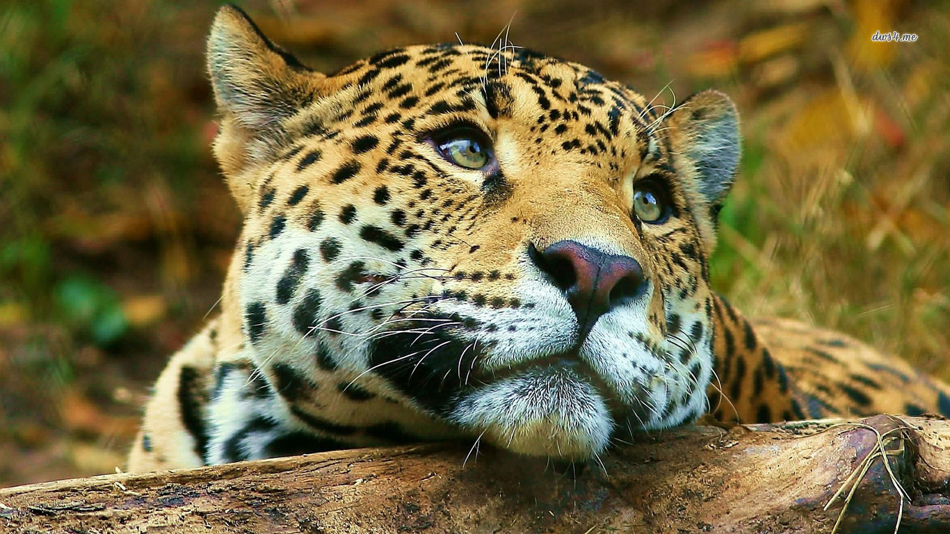 Baixar papel de parede para celular de Leopardo, Gatos, Animais gratuito.