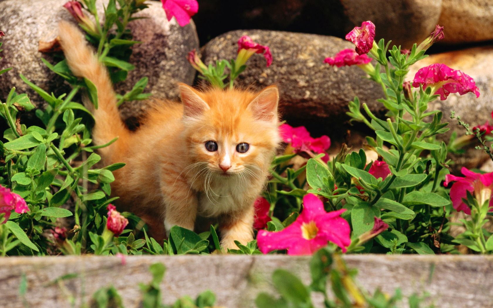 Free download wallpaper Flowers, Grass, Kitty, Kid, Tot, Curiosity, Animals, Kitten on your PC desktop