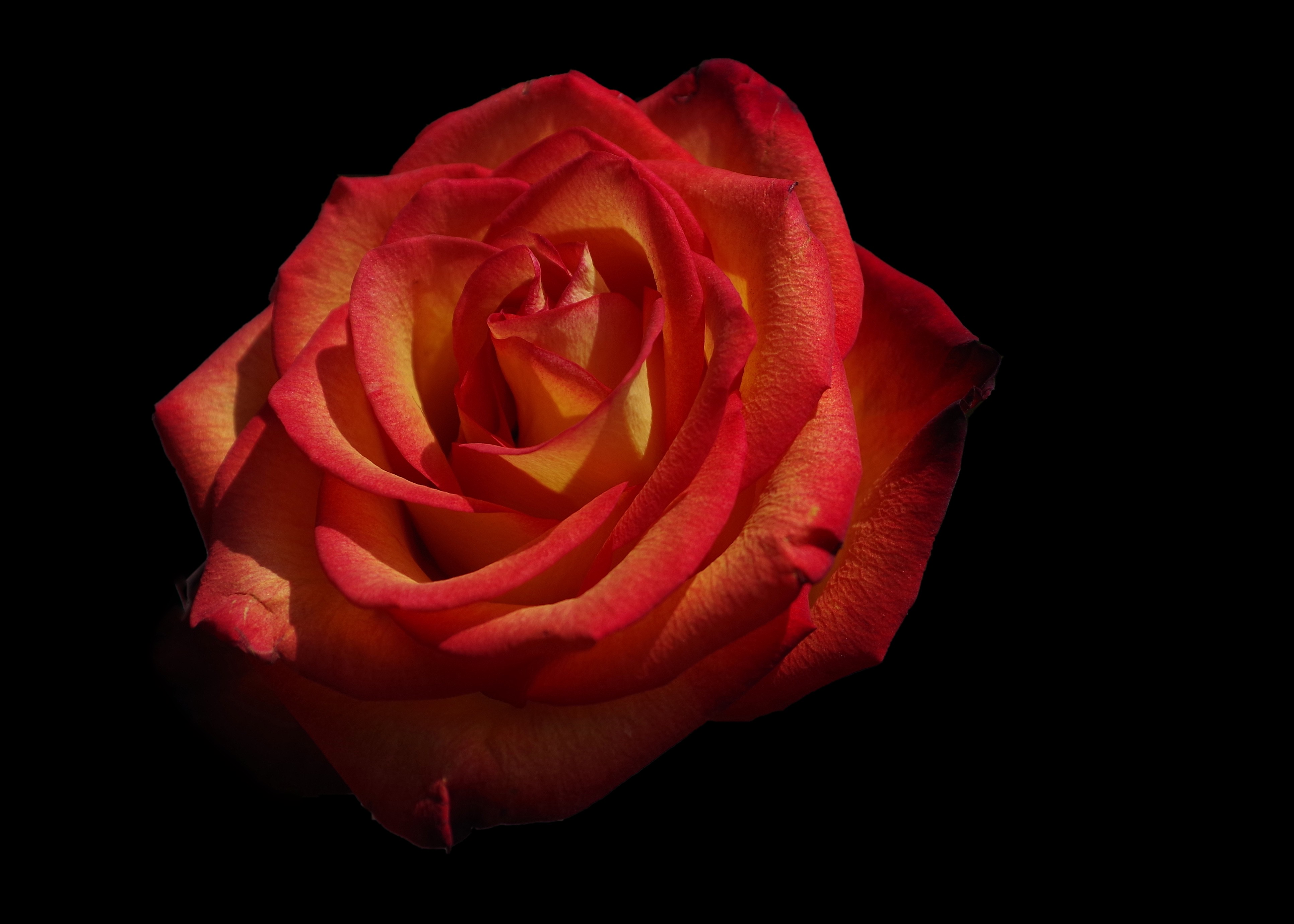 Download background flowers, red, rose flower, rose, petals