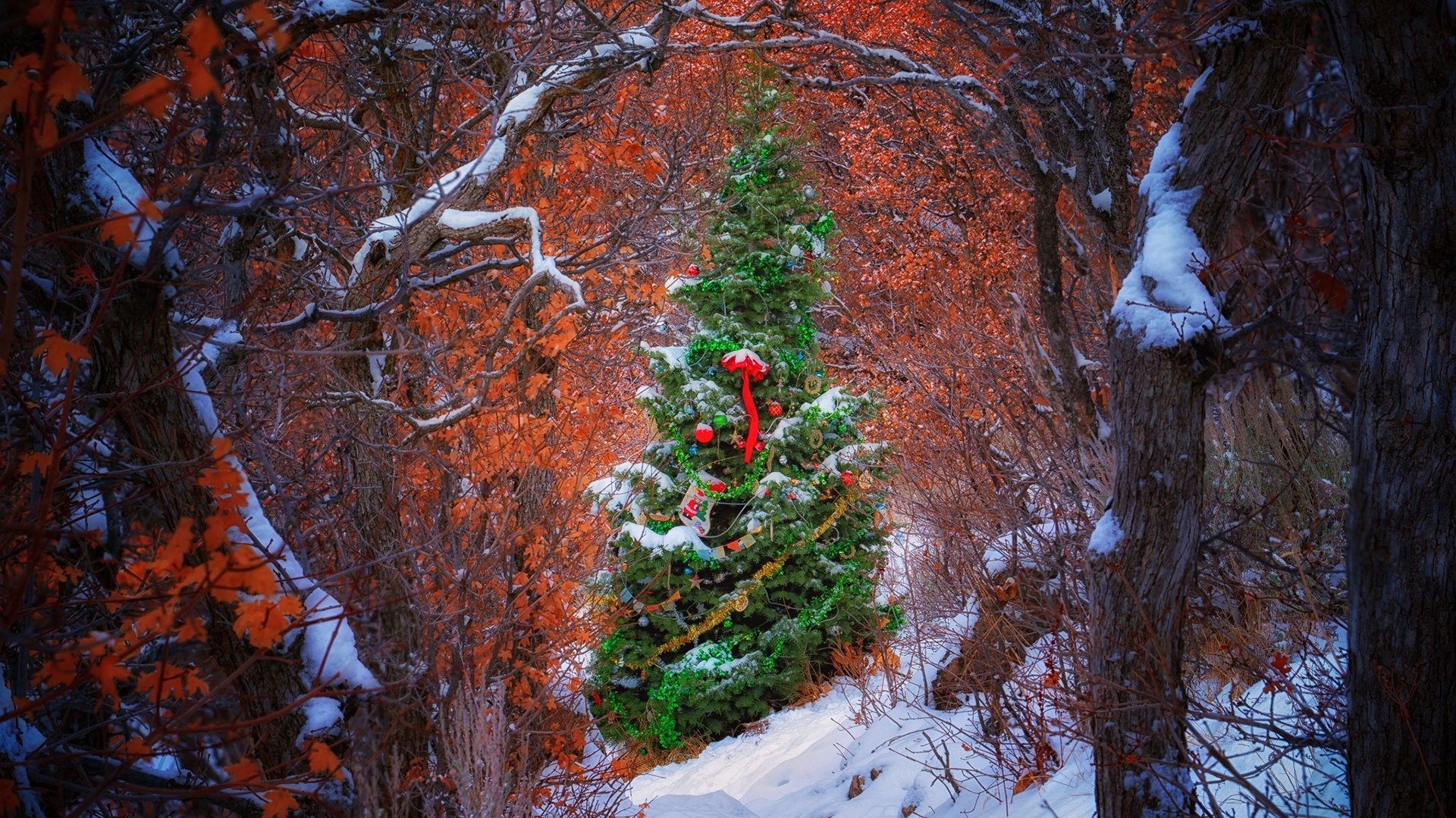 Download mobile wallpaper Christmas, Holiday, Christmas Tree for free.