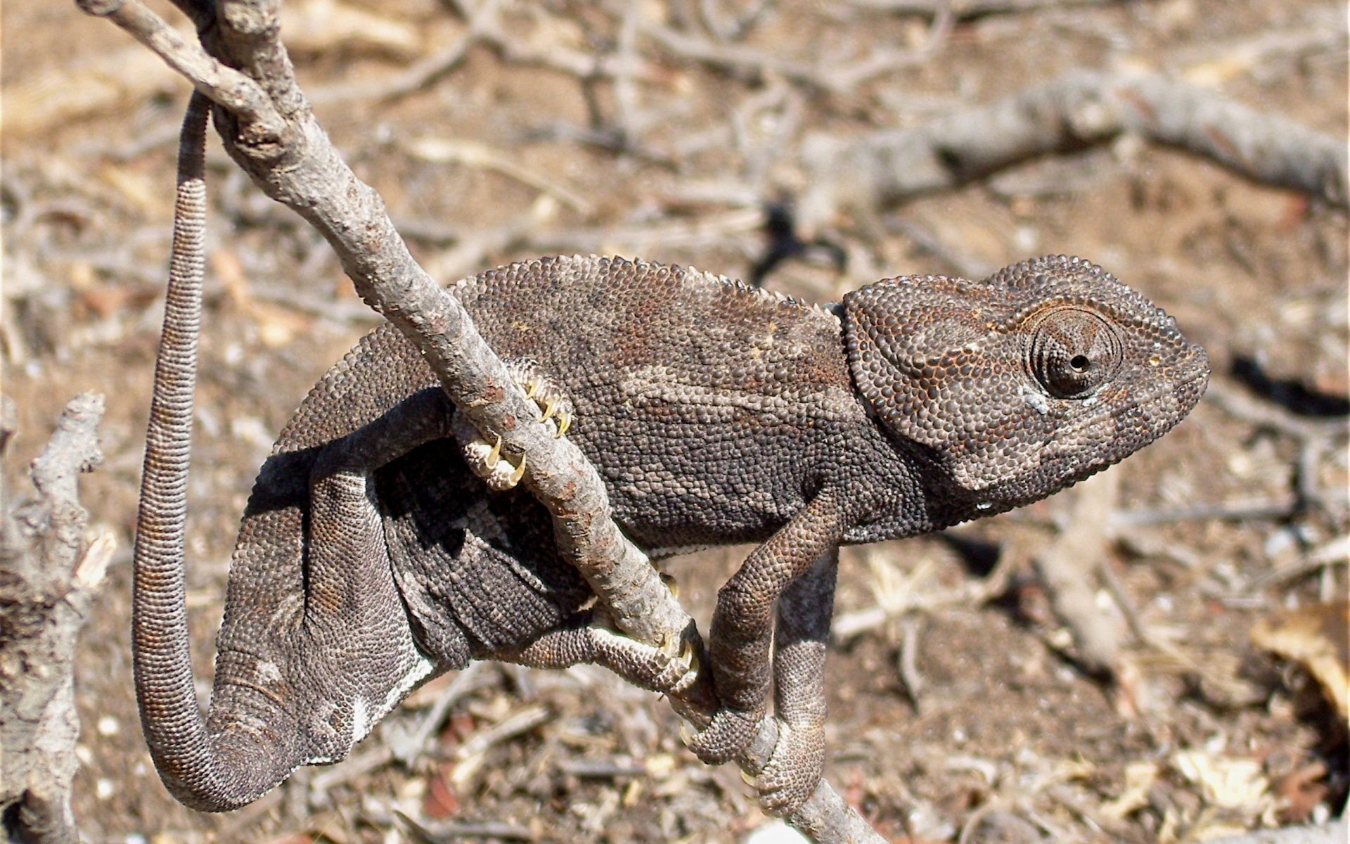 Handy-Wallpaper Camelion, Reptilien, Tiere kostenlos herunterladen.