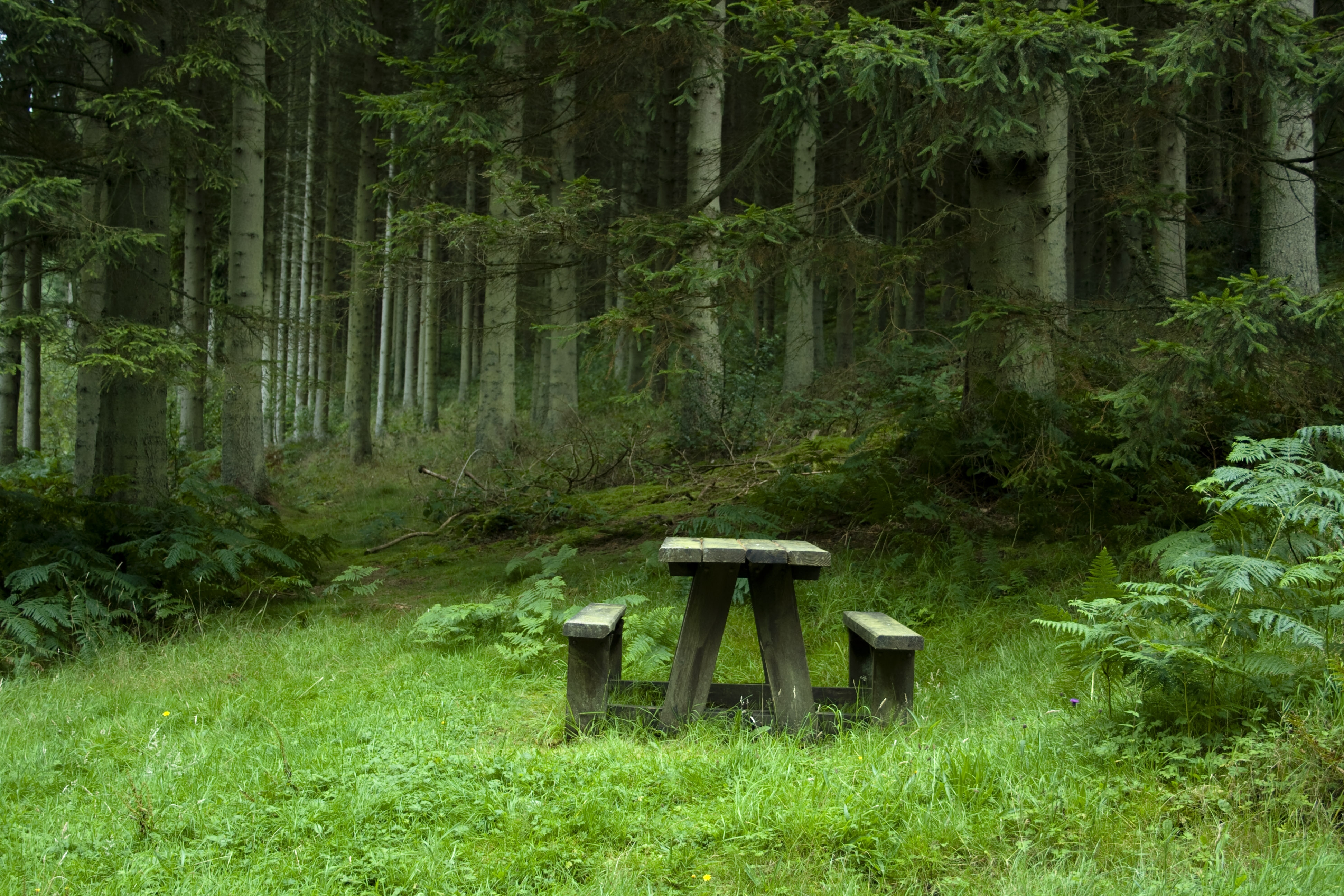 table, benches, landscape, nature, forest, polyana, glade, side table