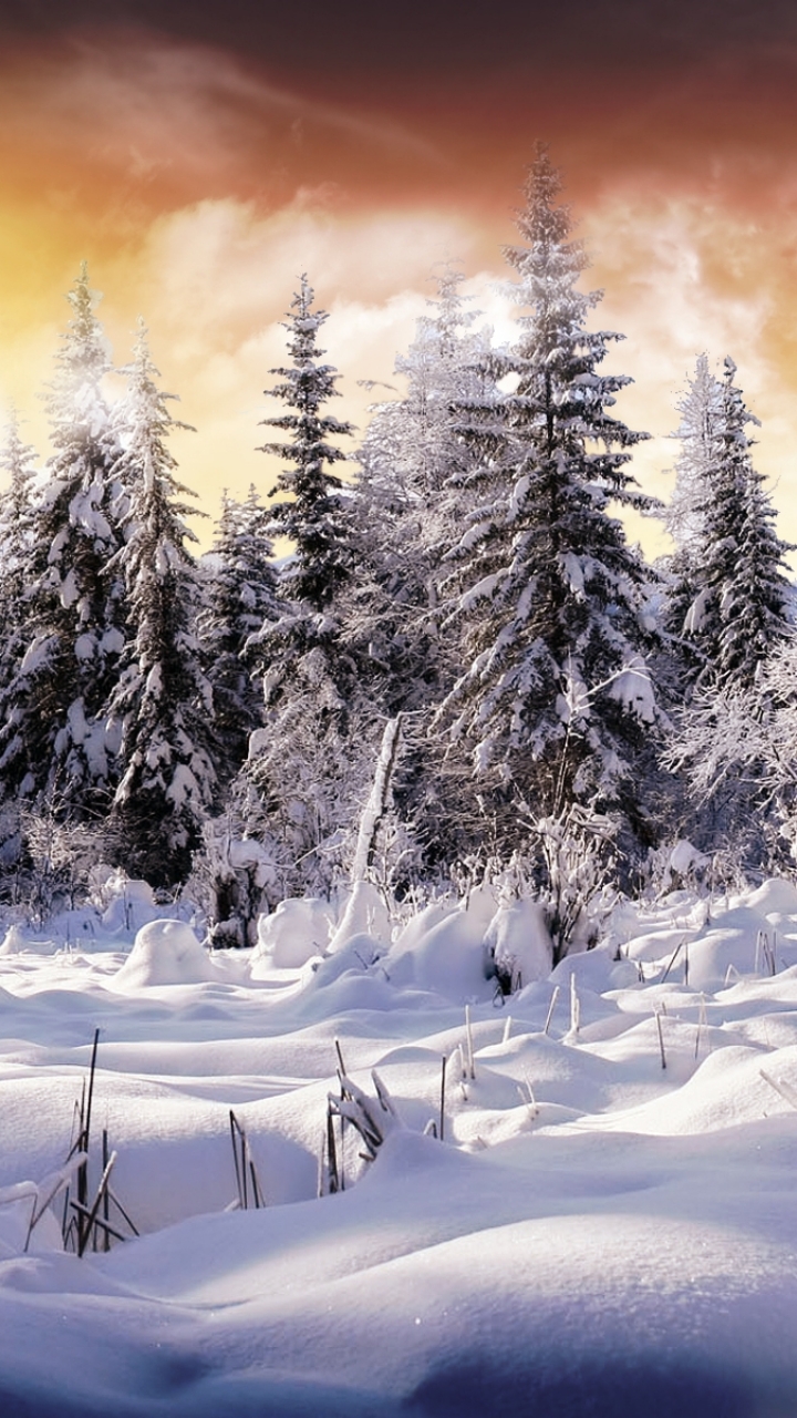 Download mobile wallpaper Winter, Snow, Earth for free.