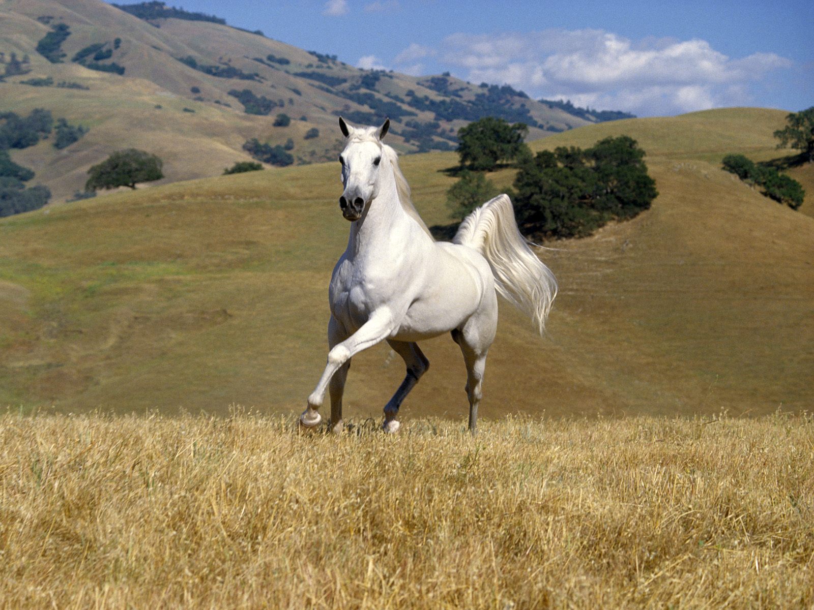 Descarga gratuita de fondo de pantalla para móvil de Animales, Caballo.