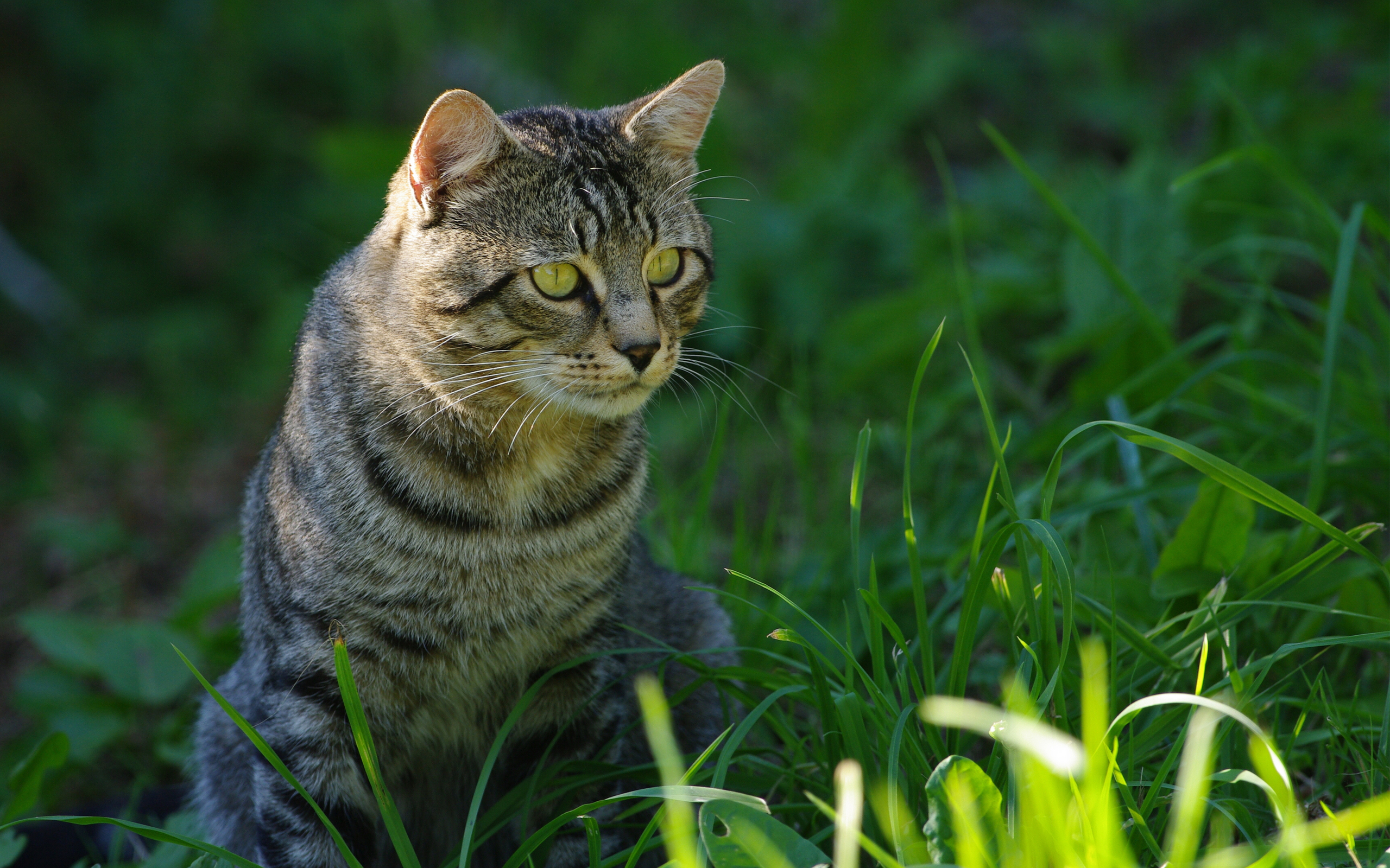 PCデスクトップに動物, ネコ, 猫画像を無料でダウンロード