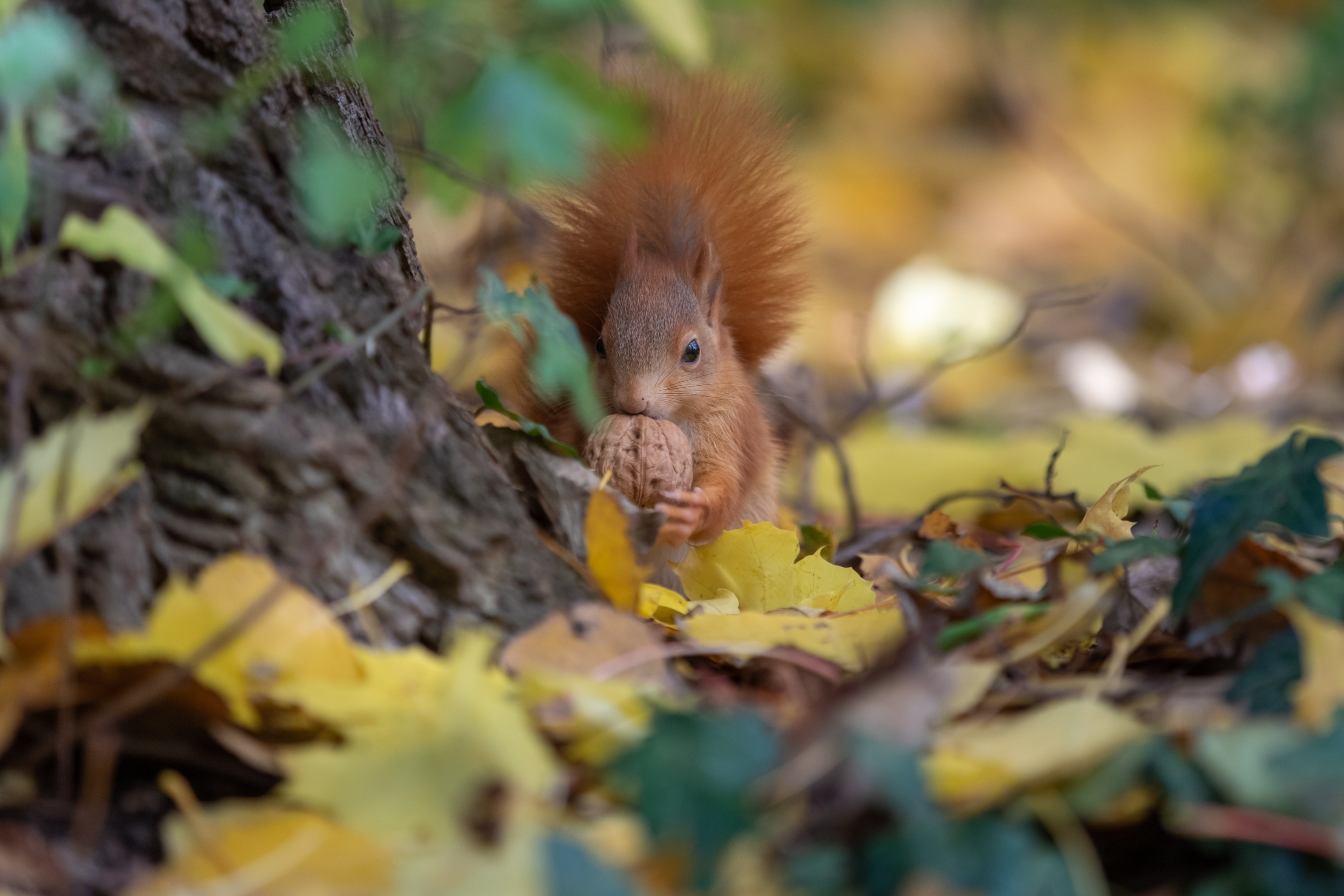 Free download wallpaper Squirrel, Fall, Animal, Rodent, Nut on your PC desktop