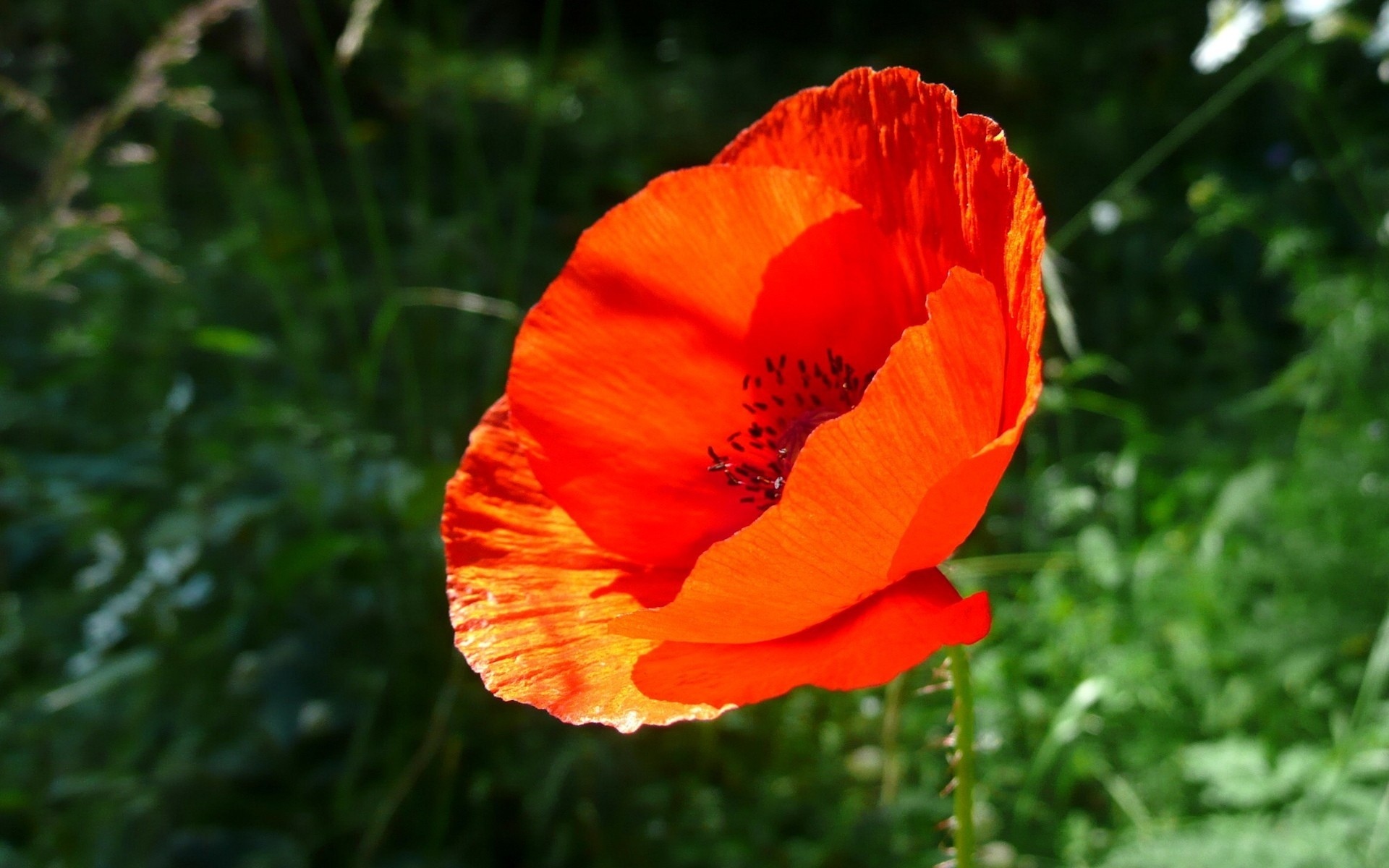 Descarga gratuita de fondo de pantalla para móvil de Flores, Amapola, Tierra/naturaleza.