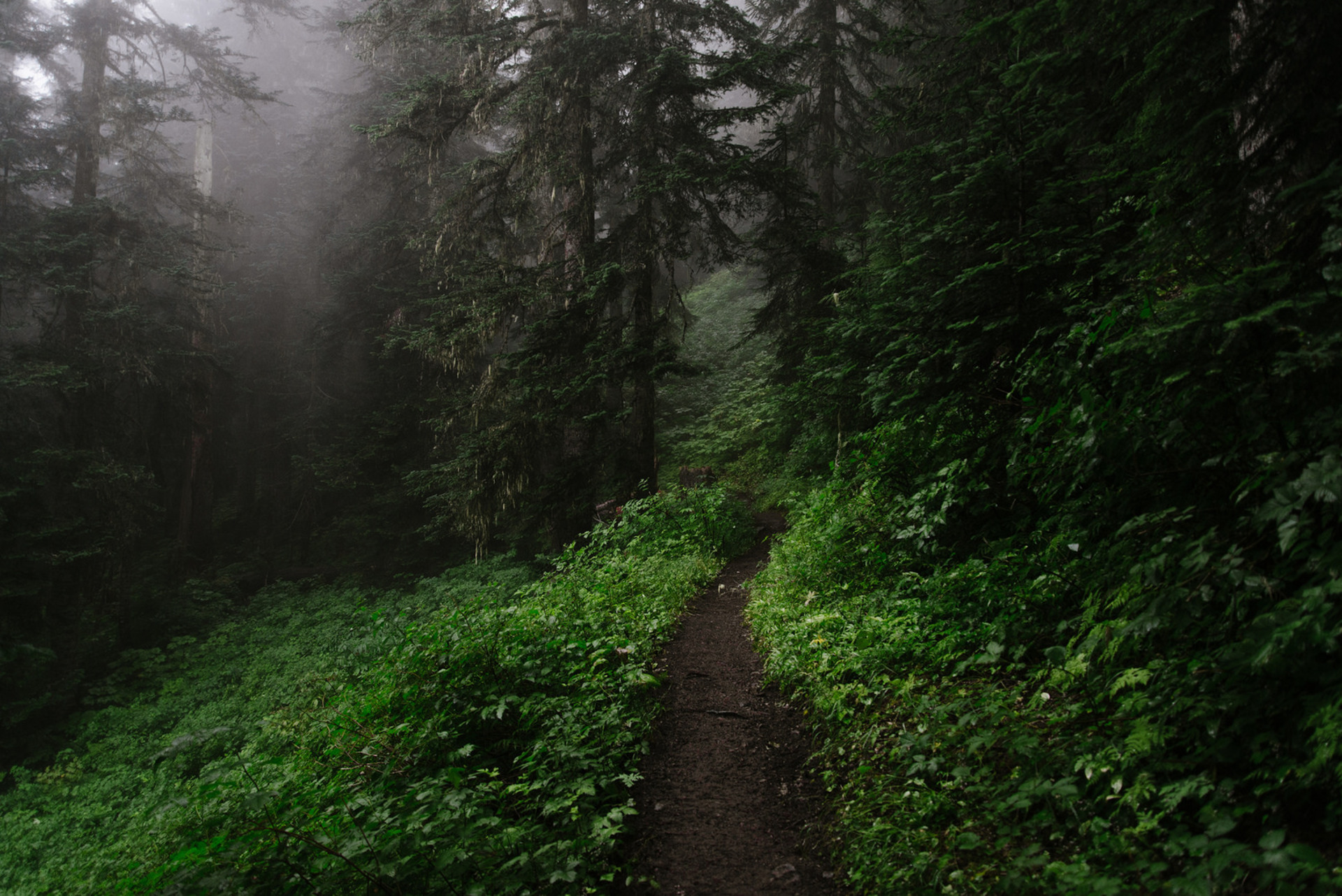 Download mobile wallpaper Dark, Forest, Tree, Earth, Path for free.