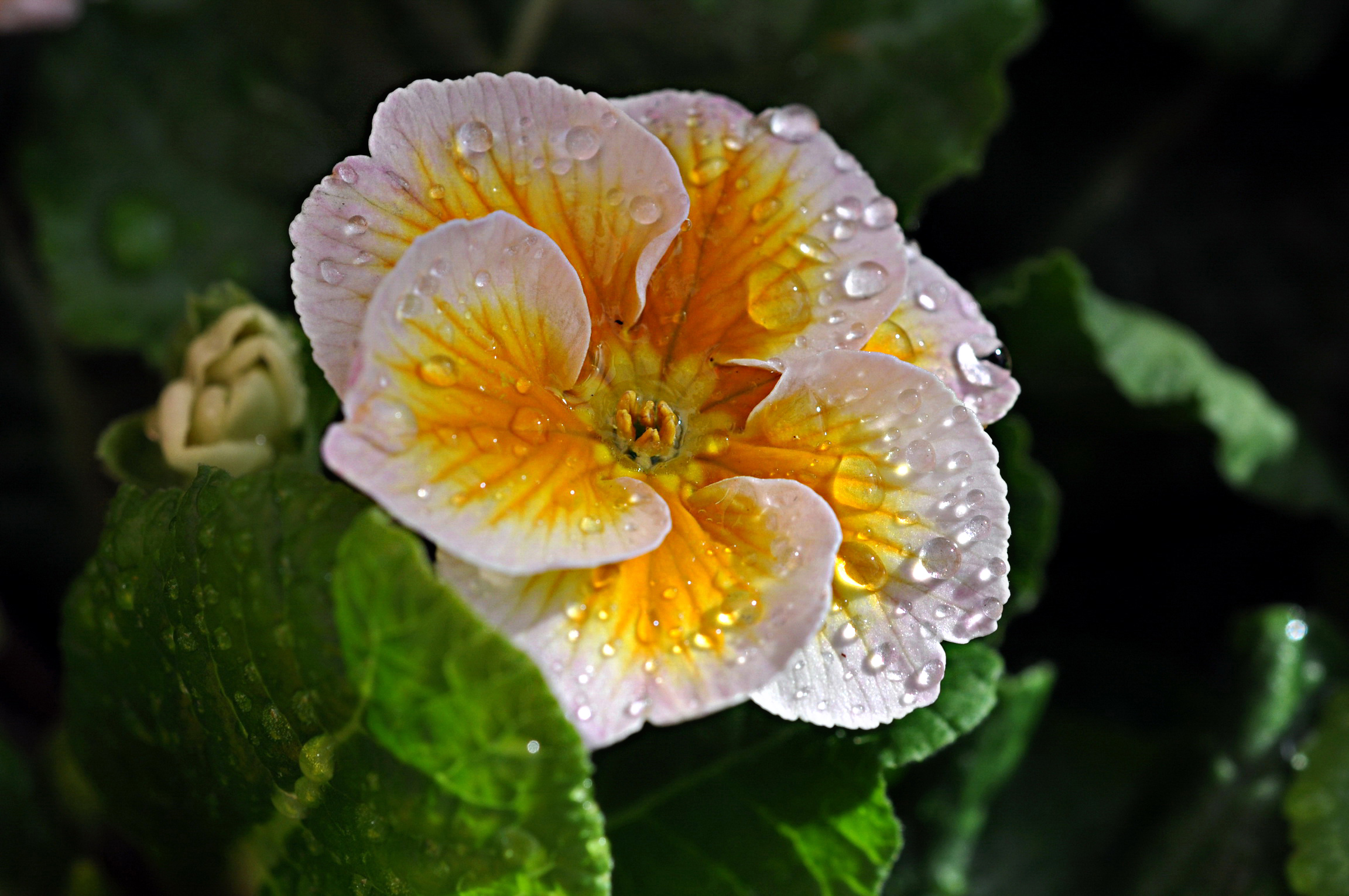 Téléchargez gratuitement l'image Fleurs, Fleur, Terre/nature sur le bureau de votre PC