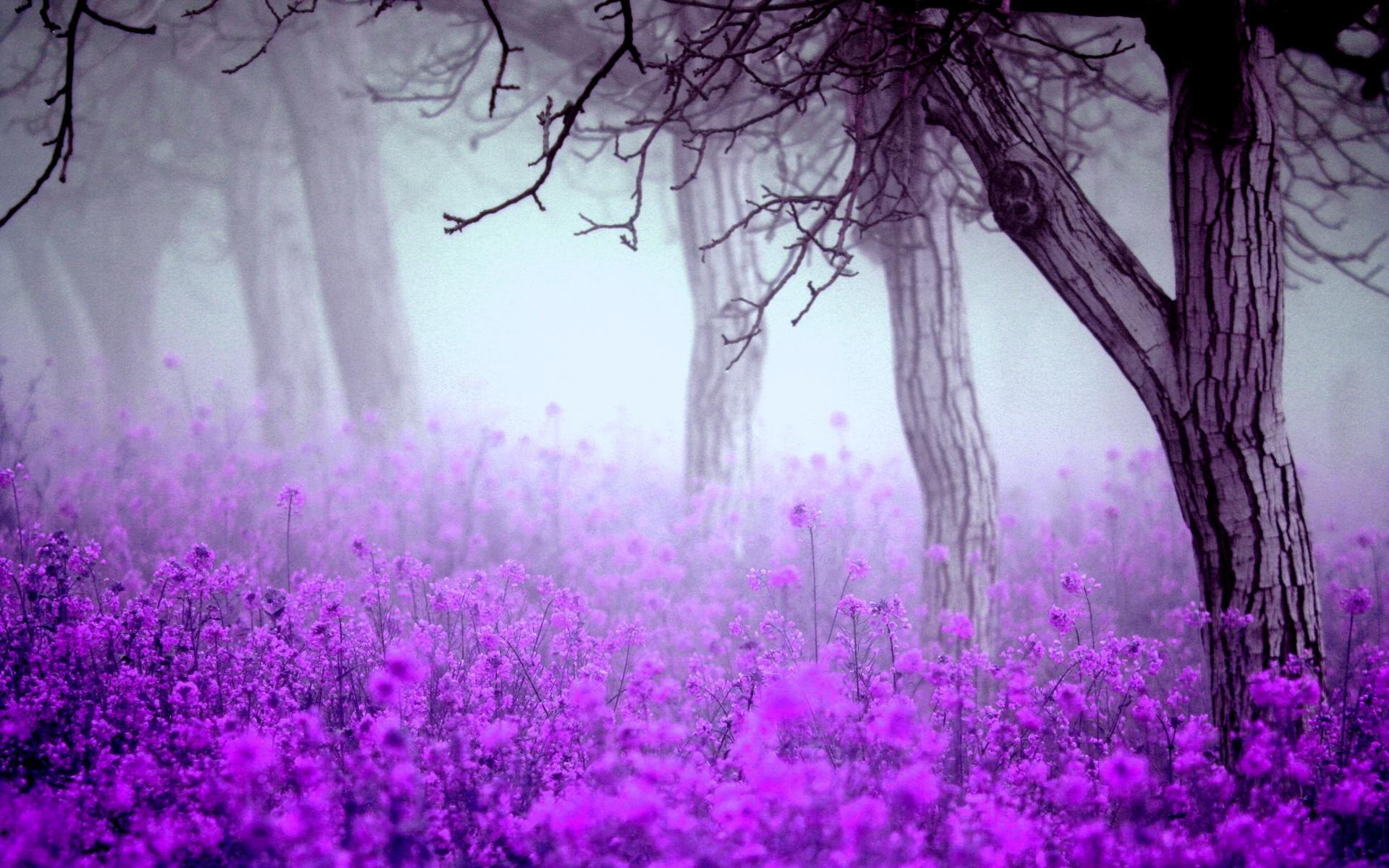 Download mobile wallpaper Nature, Flower, Tree, Fog, Earth, Scenic, Purple Flower for free.