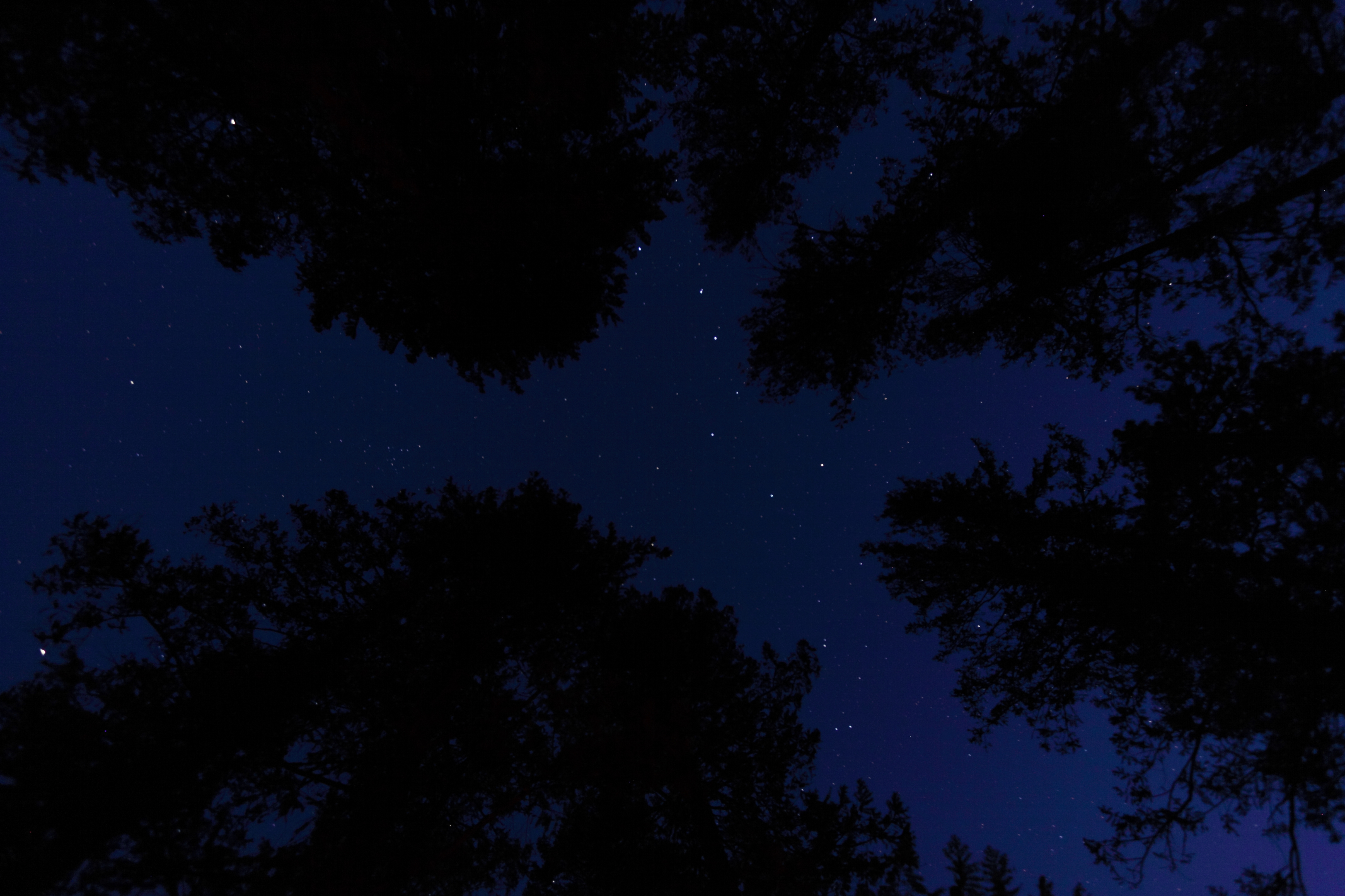 Laden Sie das Bäume, Untere Ansicht, Untersicht, Übernachtung, Sternenhimmel, Dunkel-Bild kostenlos auf Ihren PC-Desktop herunter